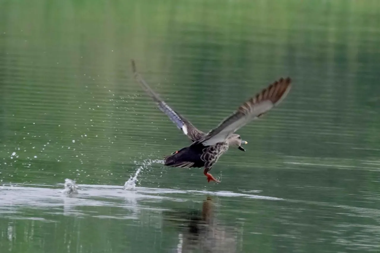 Bird's eye view in The Alampara Resort - Luxury Boutique Glamping & Water sports