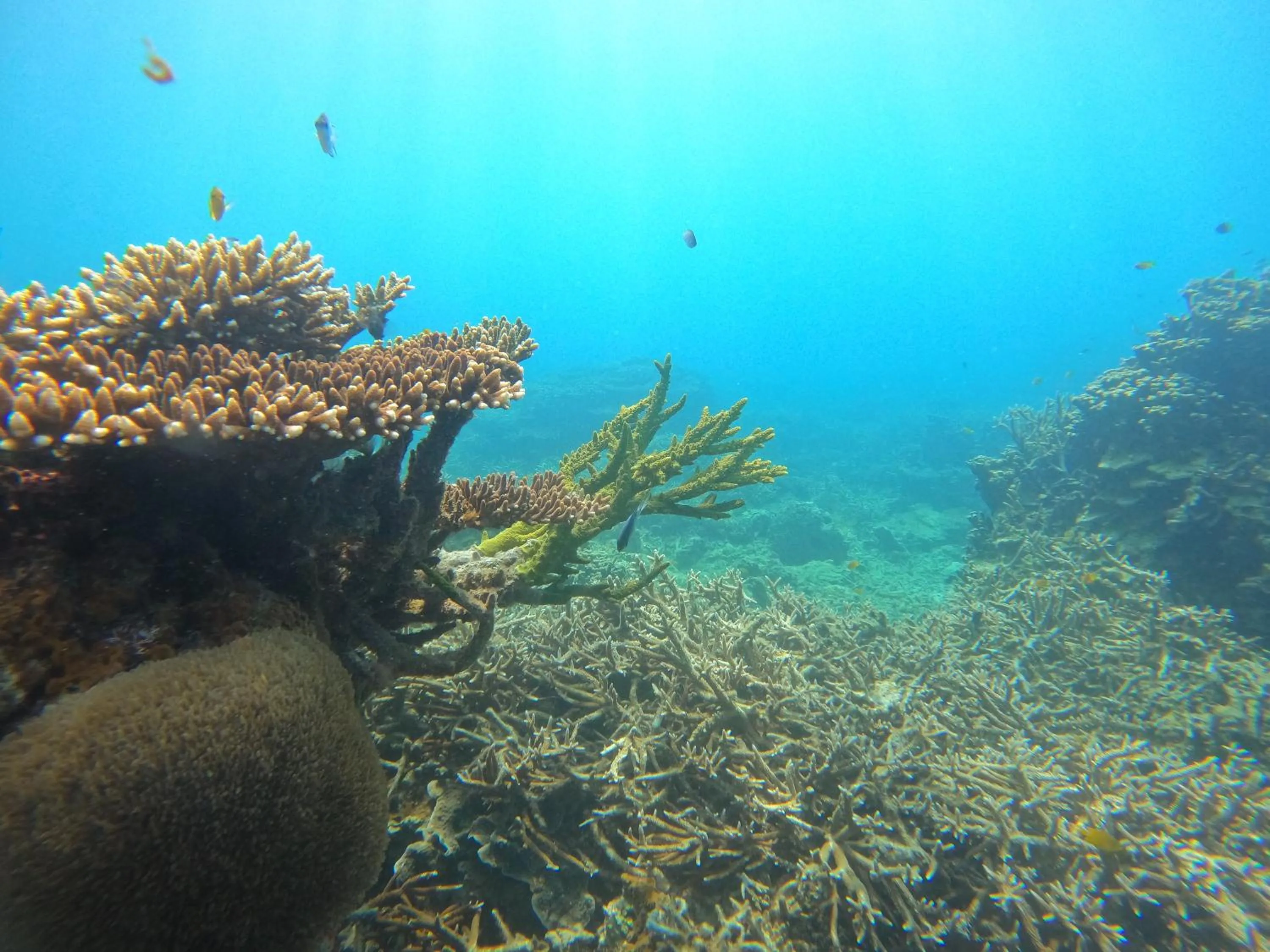 Snorkeling in Horizon Côn Đảo Hotel