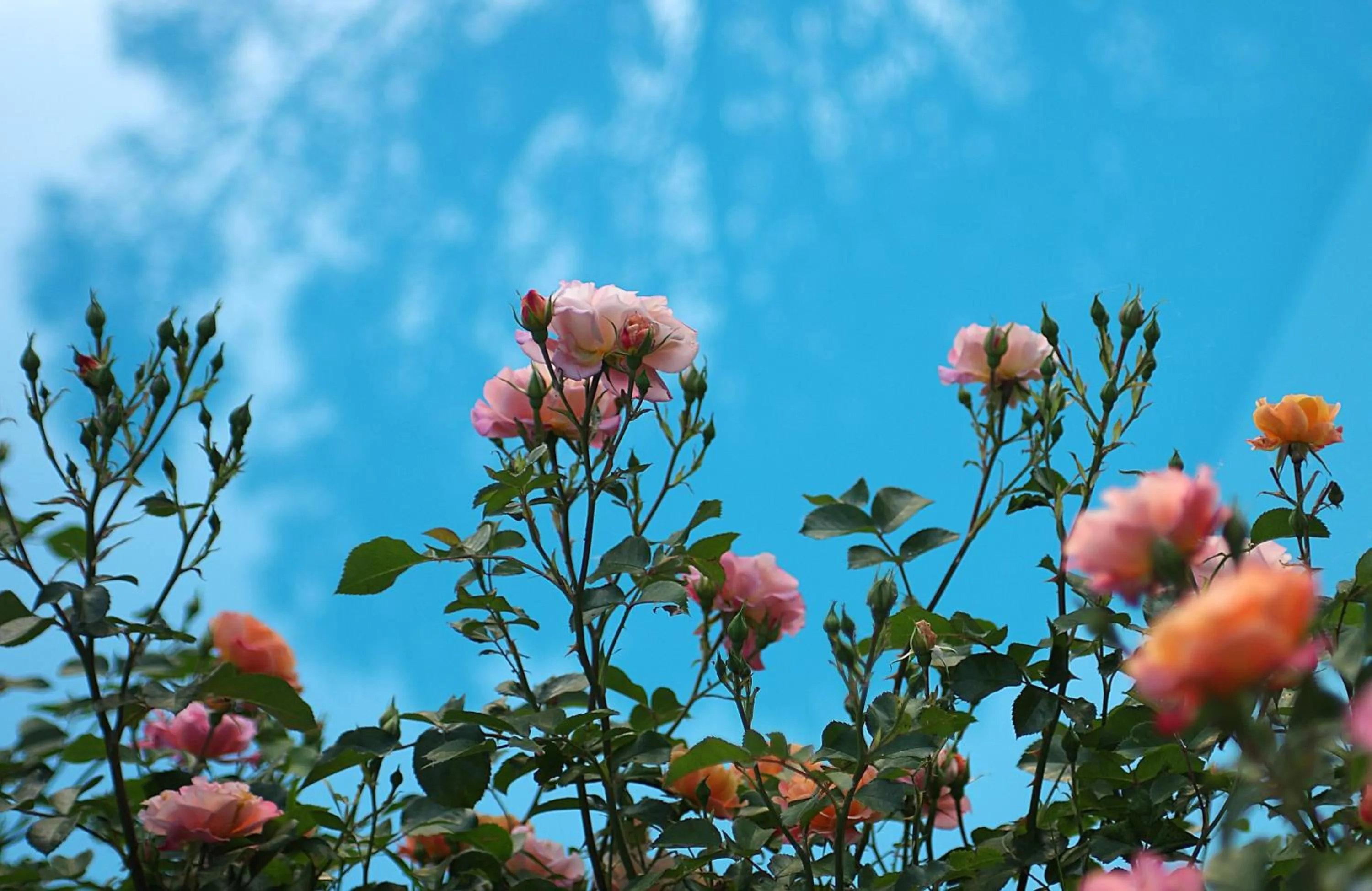 View (from property/room) in Tenuta Il Burchio