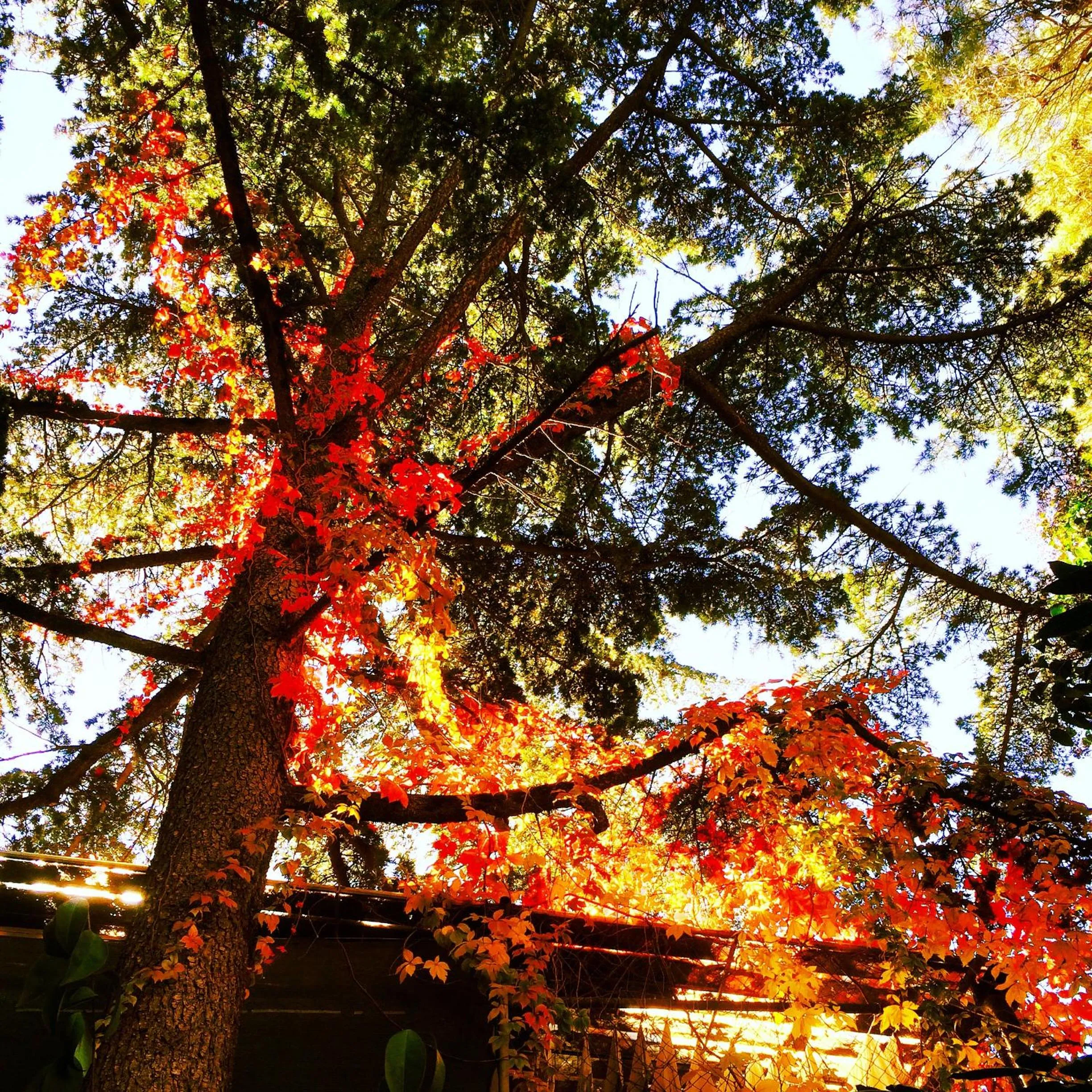 Garden in Hotel Del Buono Wellness & Medical Spa