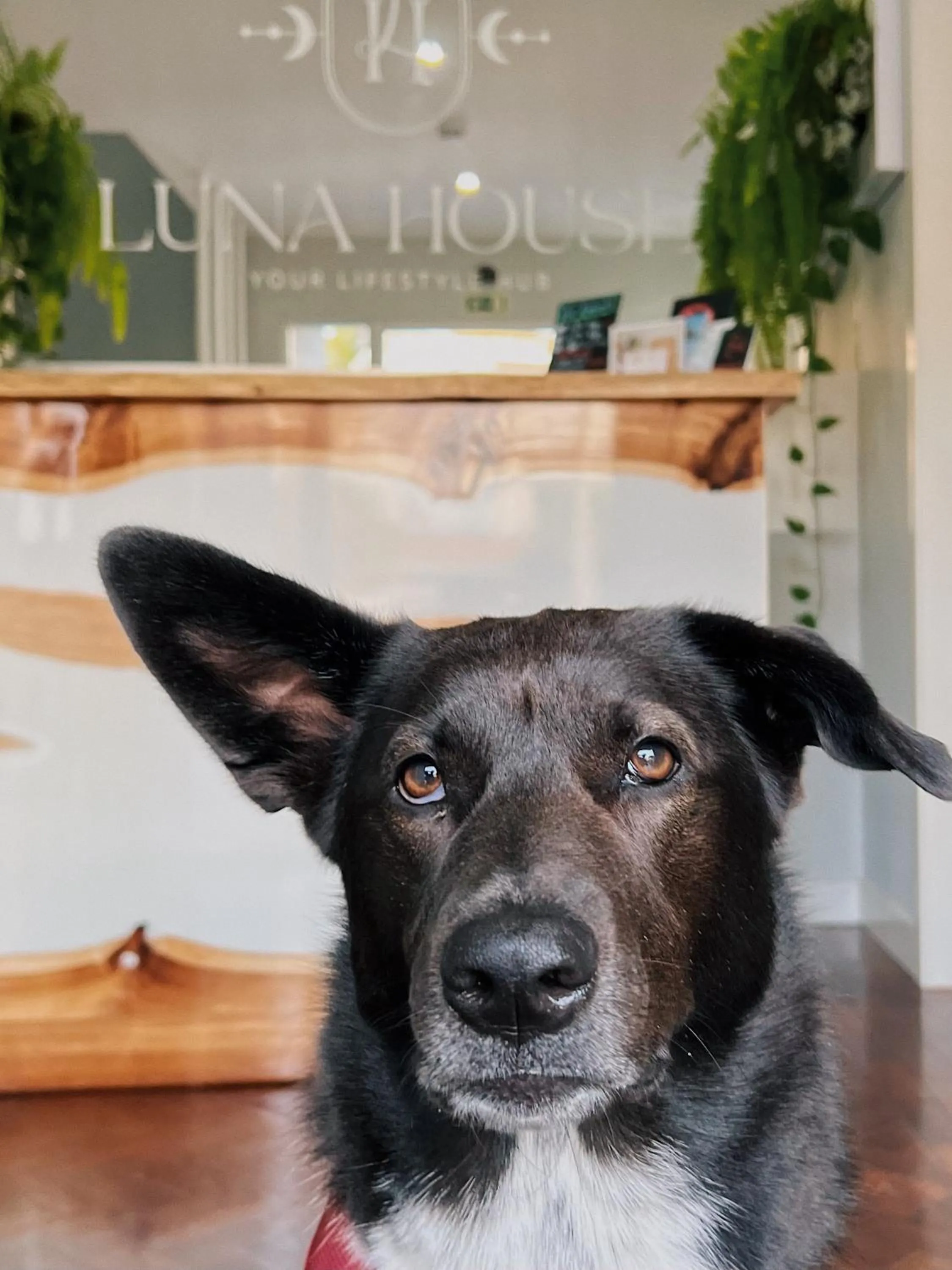 Pets in Luna House & Cowork