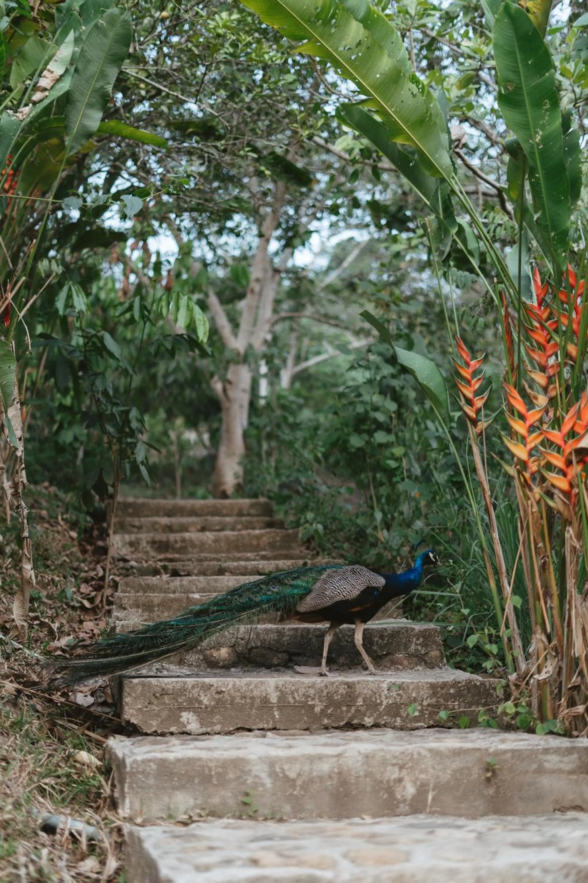 Pets in Villa Lu Amazon Ecolodge