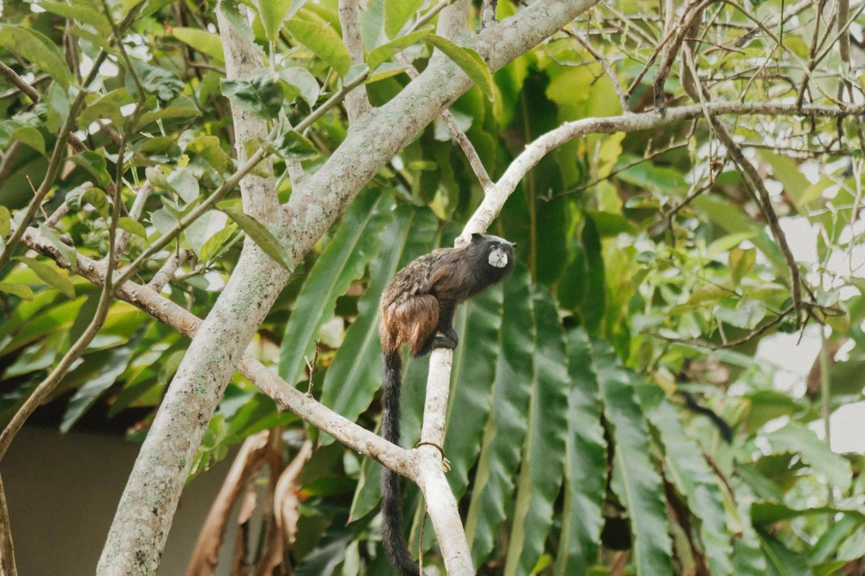 Animals in Villa Lu Amazon Ecolodge