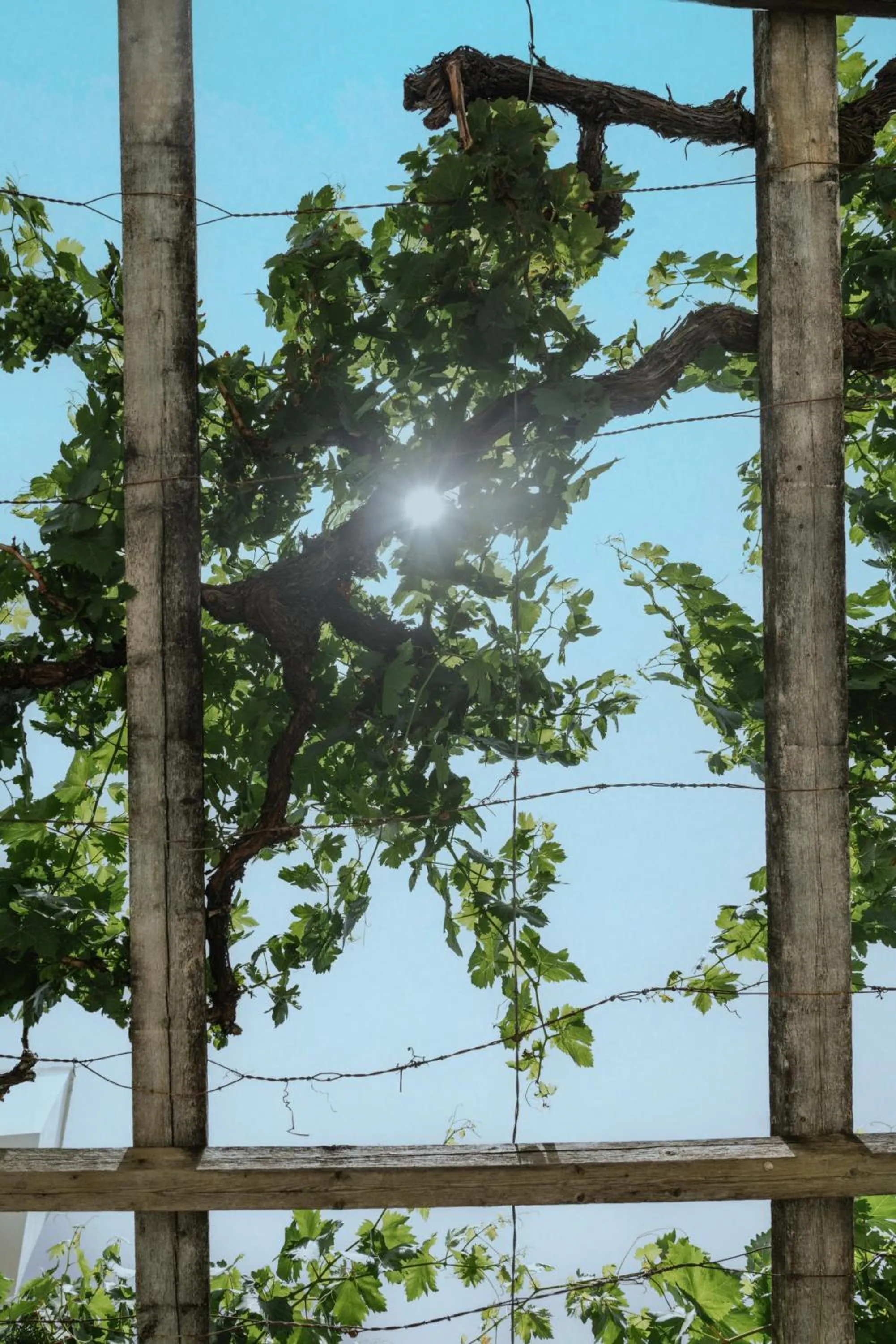 Natural landscape in Elea Terra Hotel