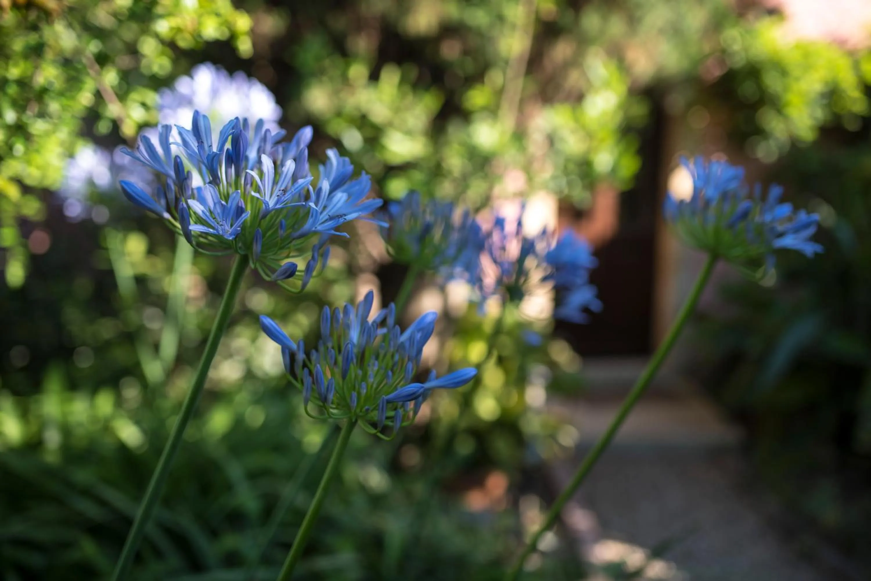 Garden in Hotel Lucrezia