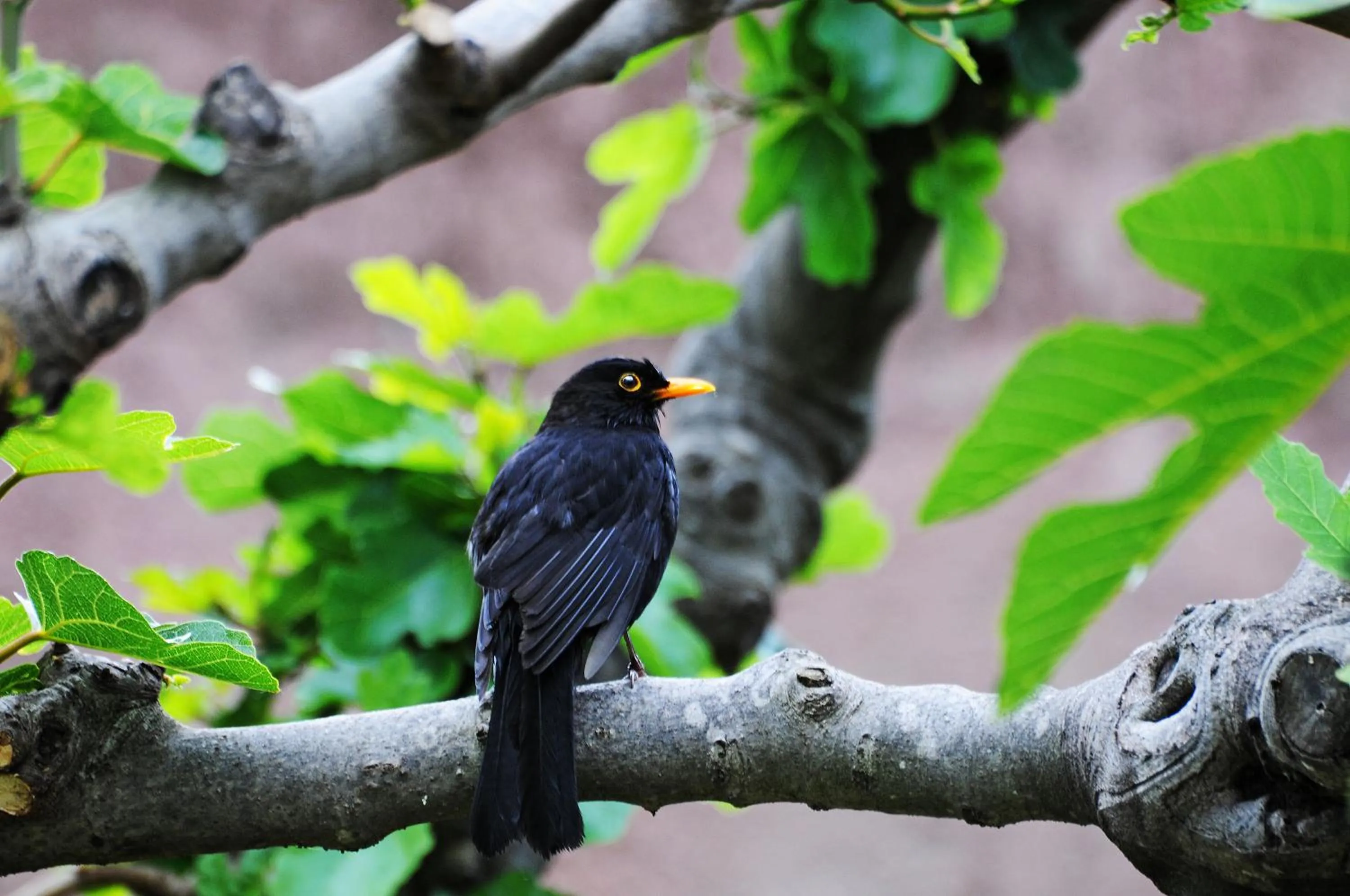 Animals in Hotel Lucrezia