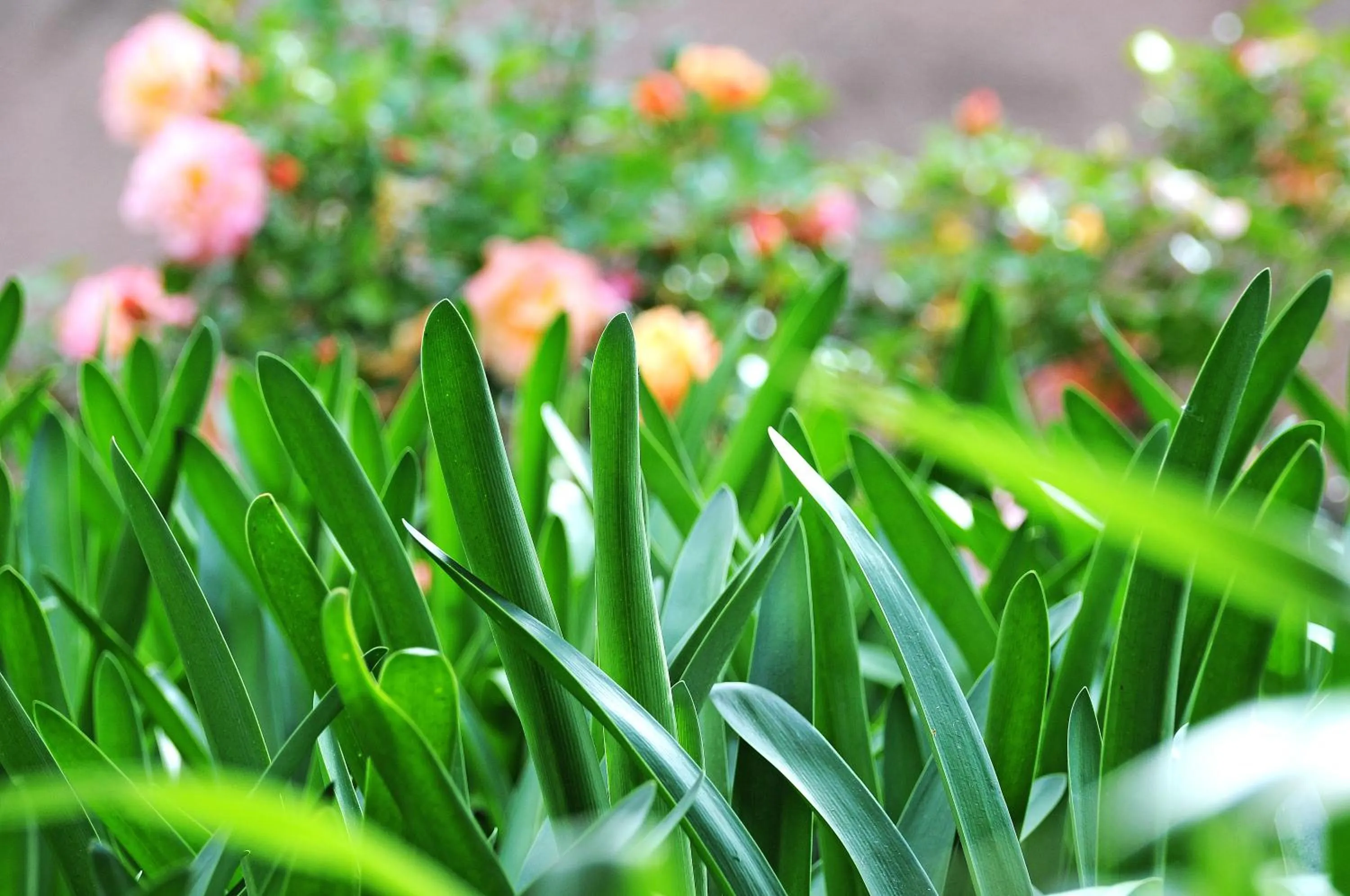 Spring in Hotel Lucrezia