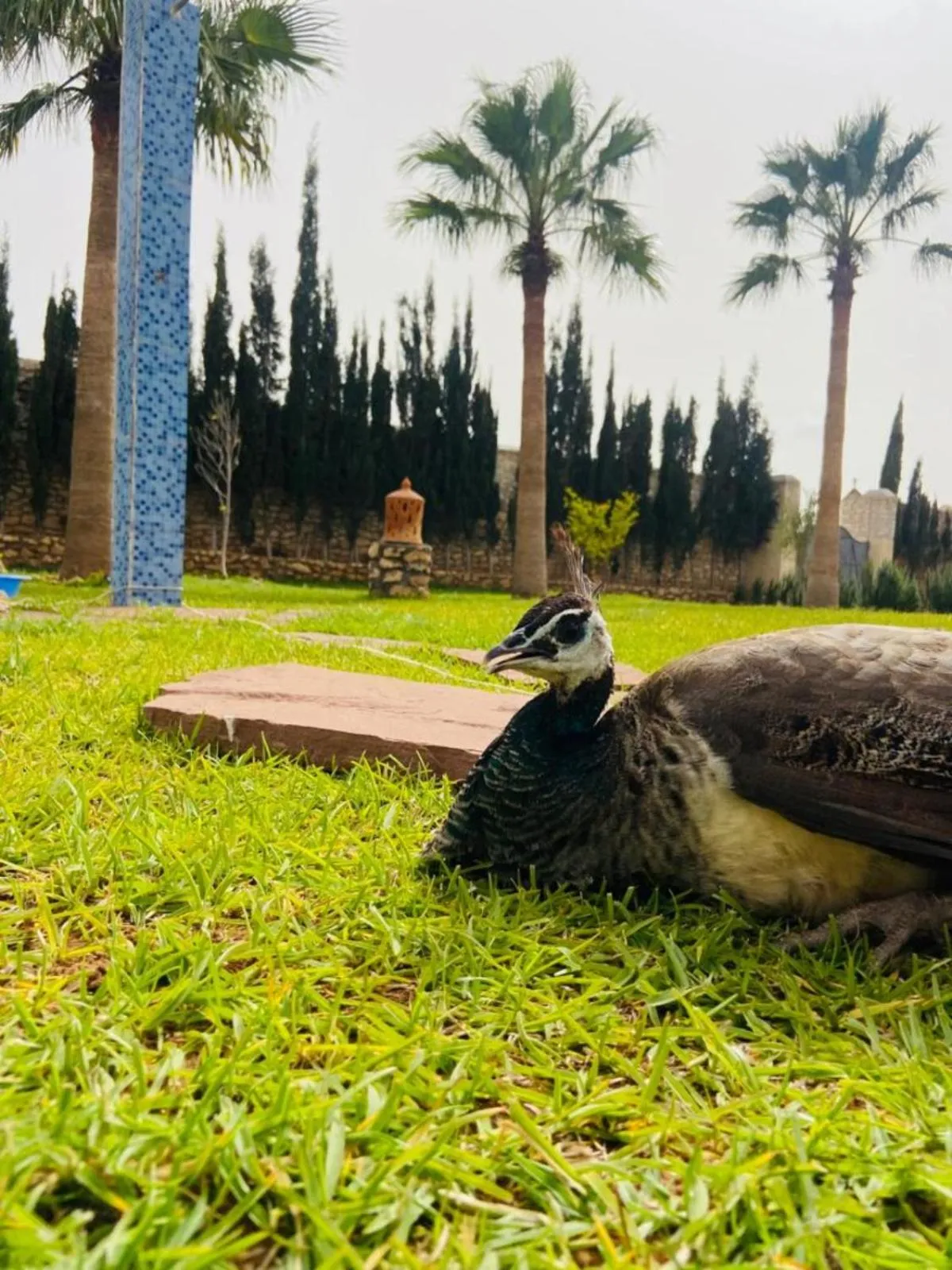 Restaurant/places to eat in Dar Ayman Essaouira