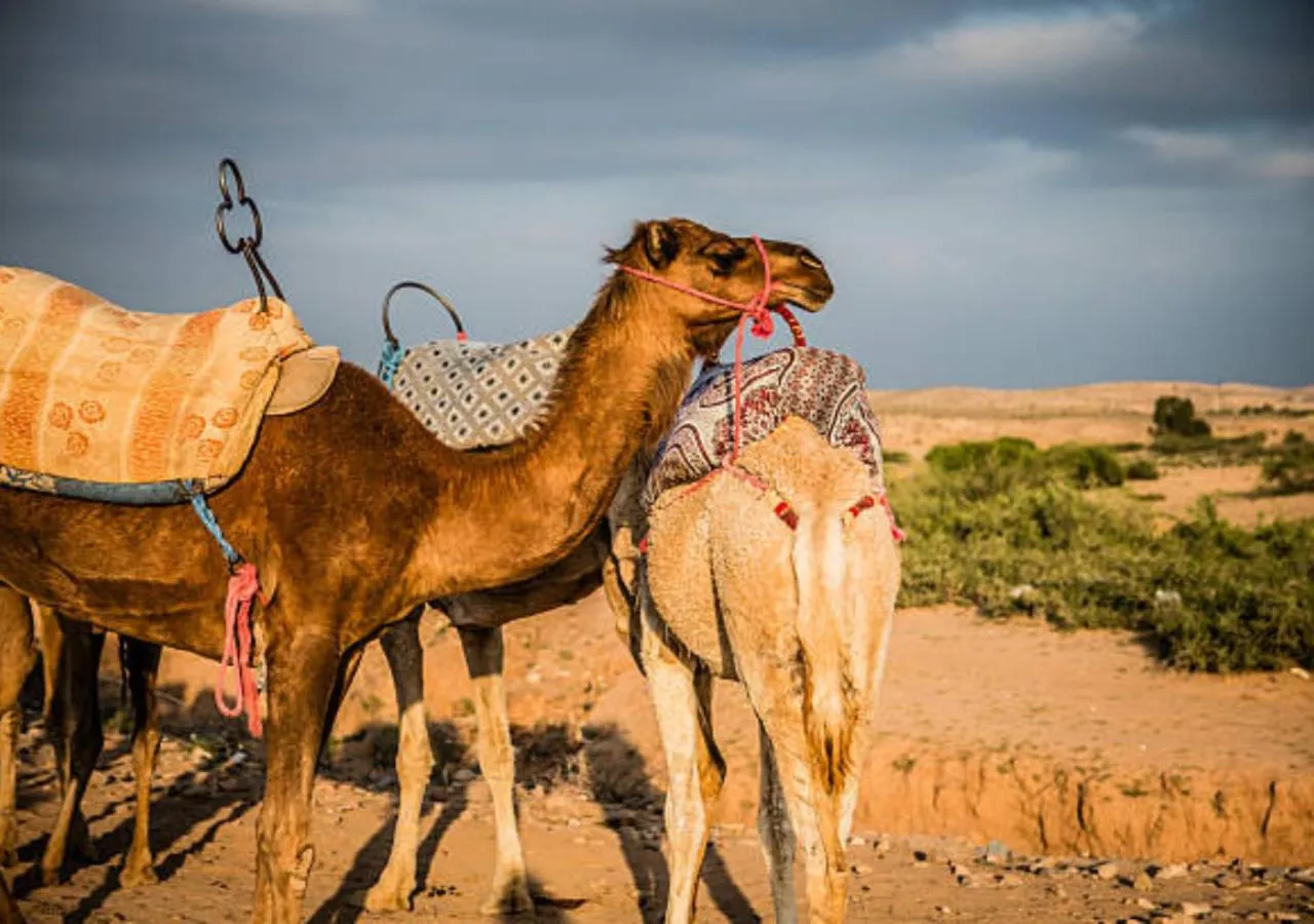 Beach in Dar Ayman Essaouira