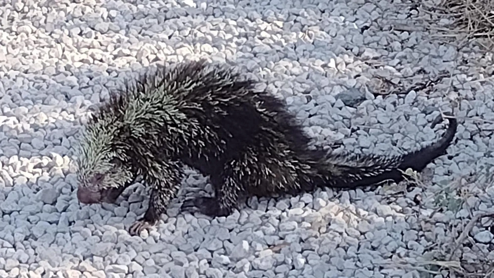 Natural landscape in Palm Beach Inn