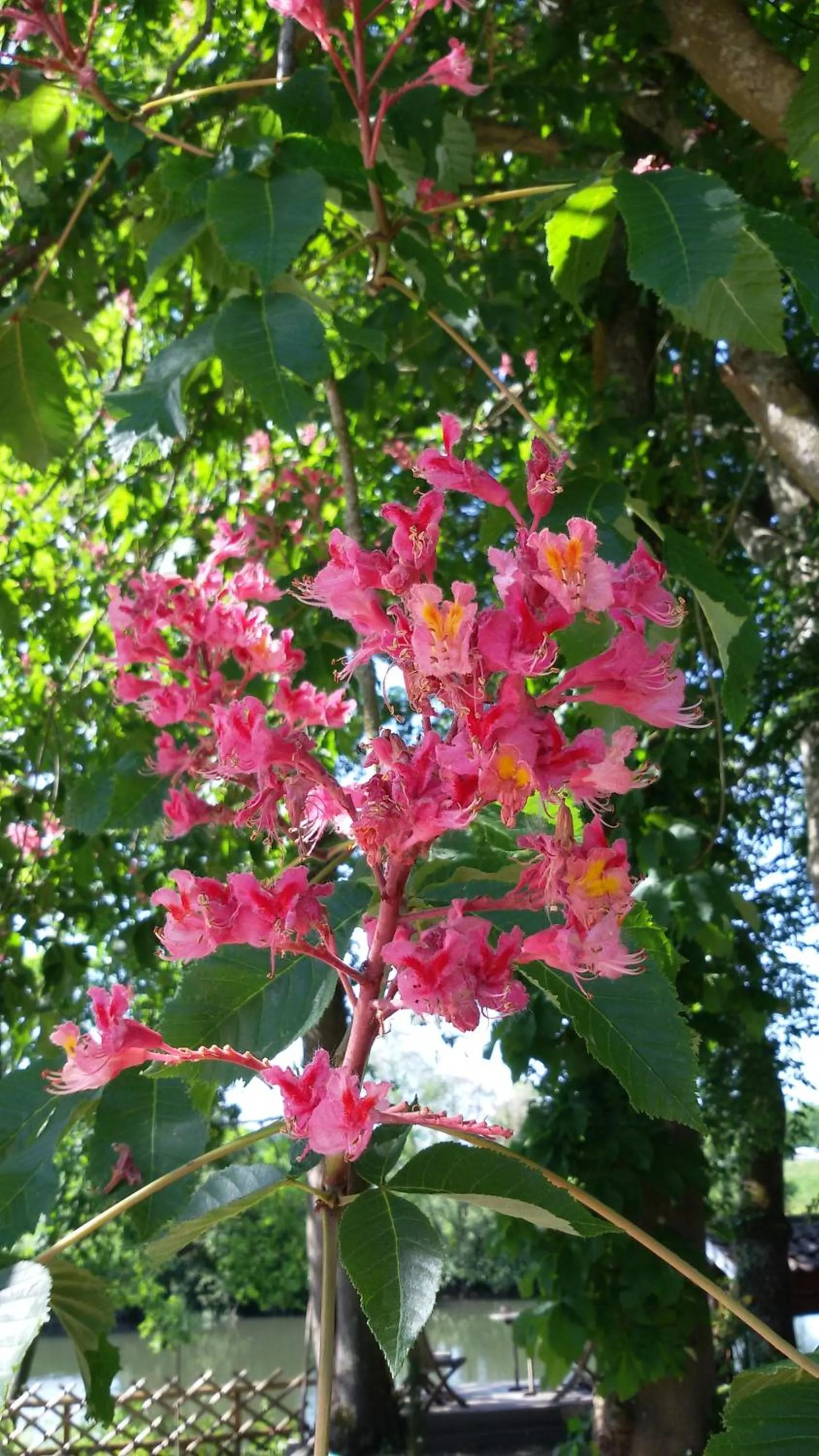 Natural landscape in Manoir des Turets