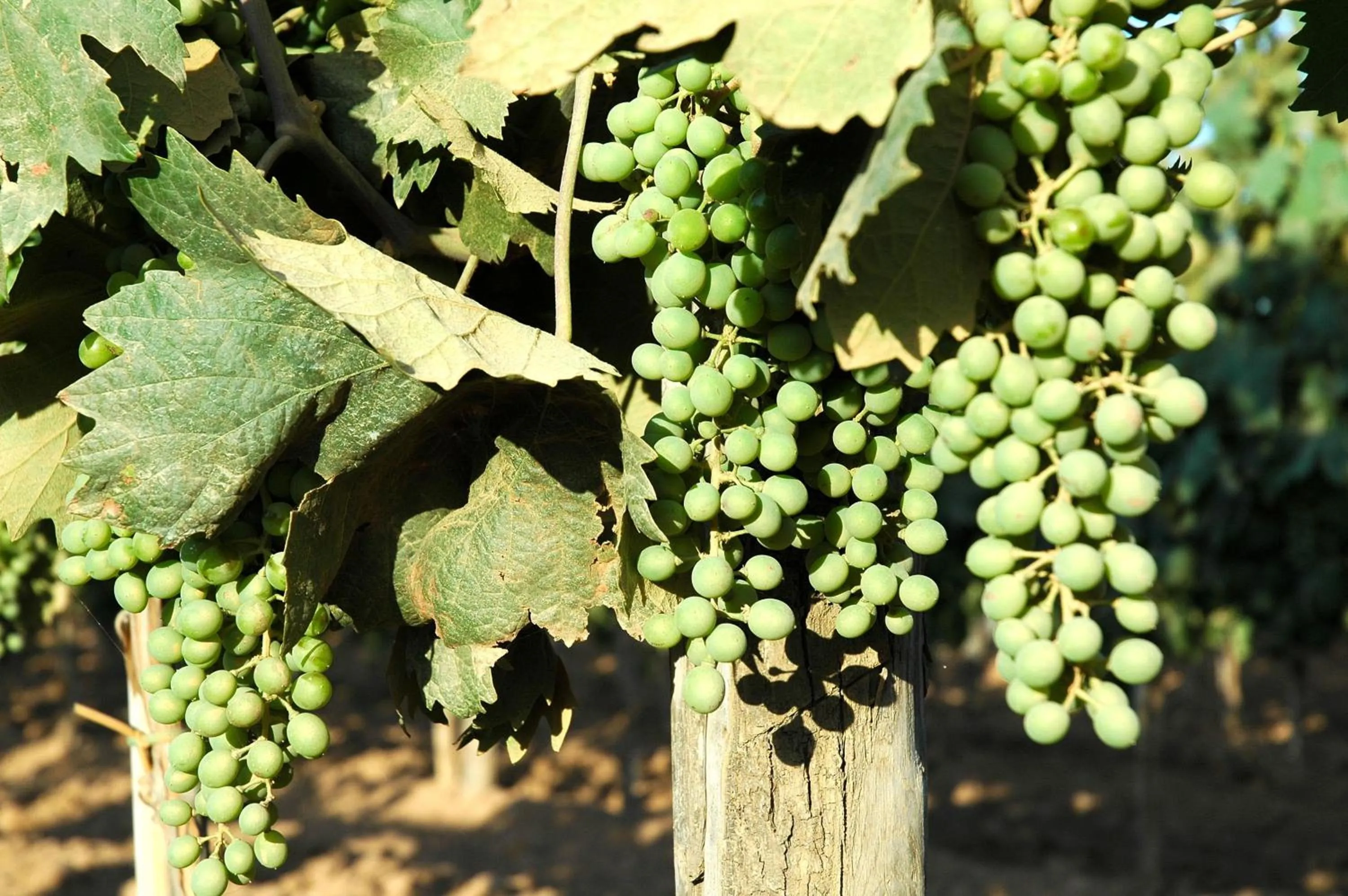 Spring in Tenuta Agricola dell'Uccellina