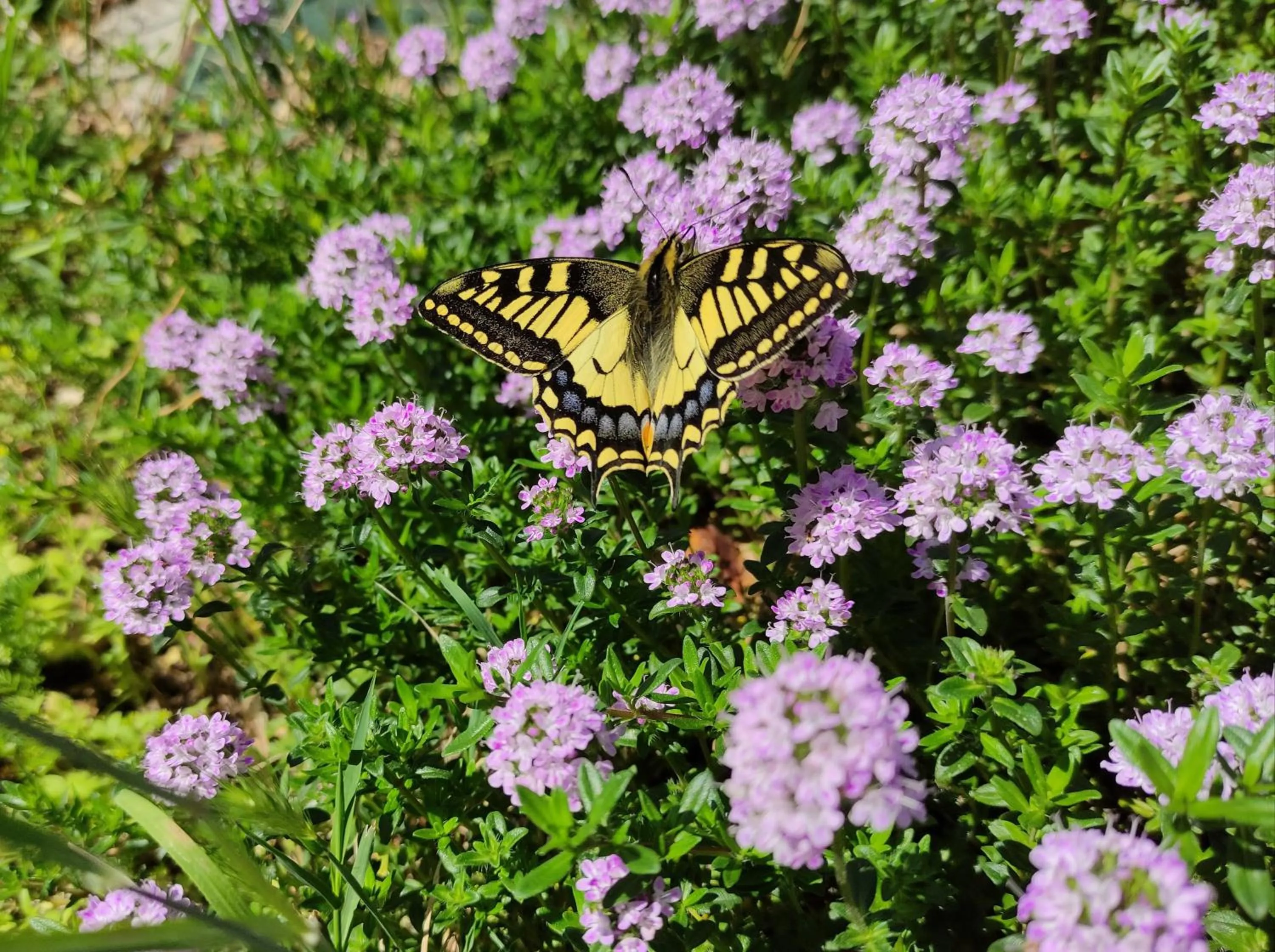 Garden in Villaggio Mithos
