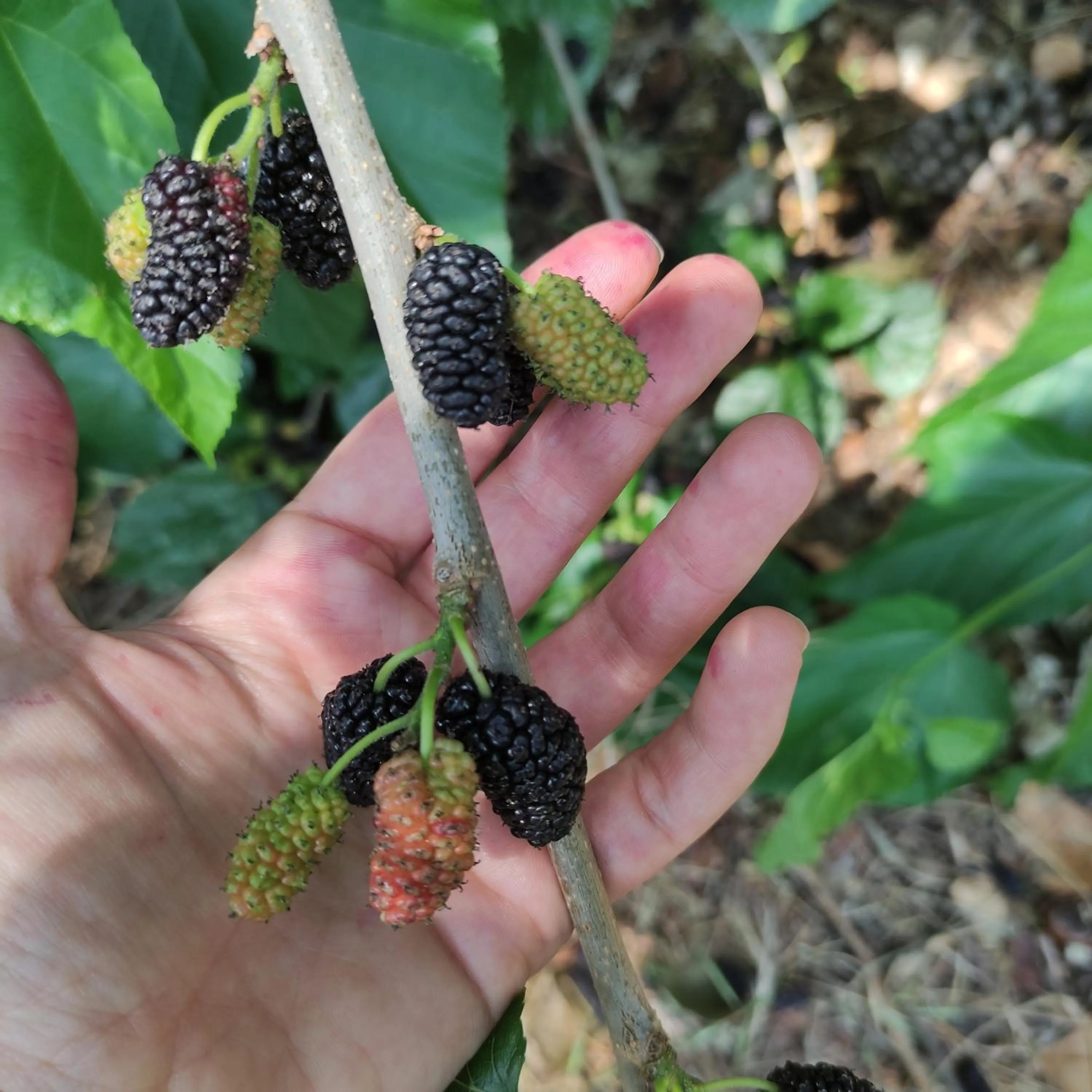 Garden in Villaggio Mithos