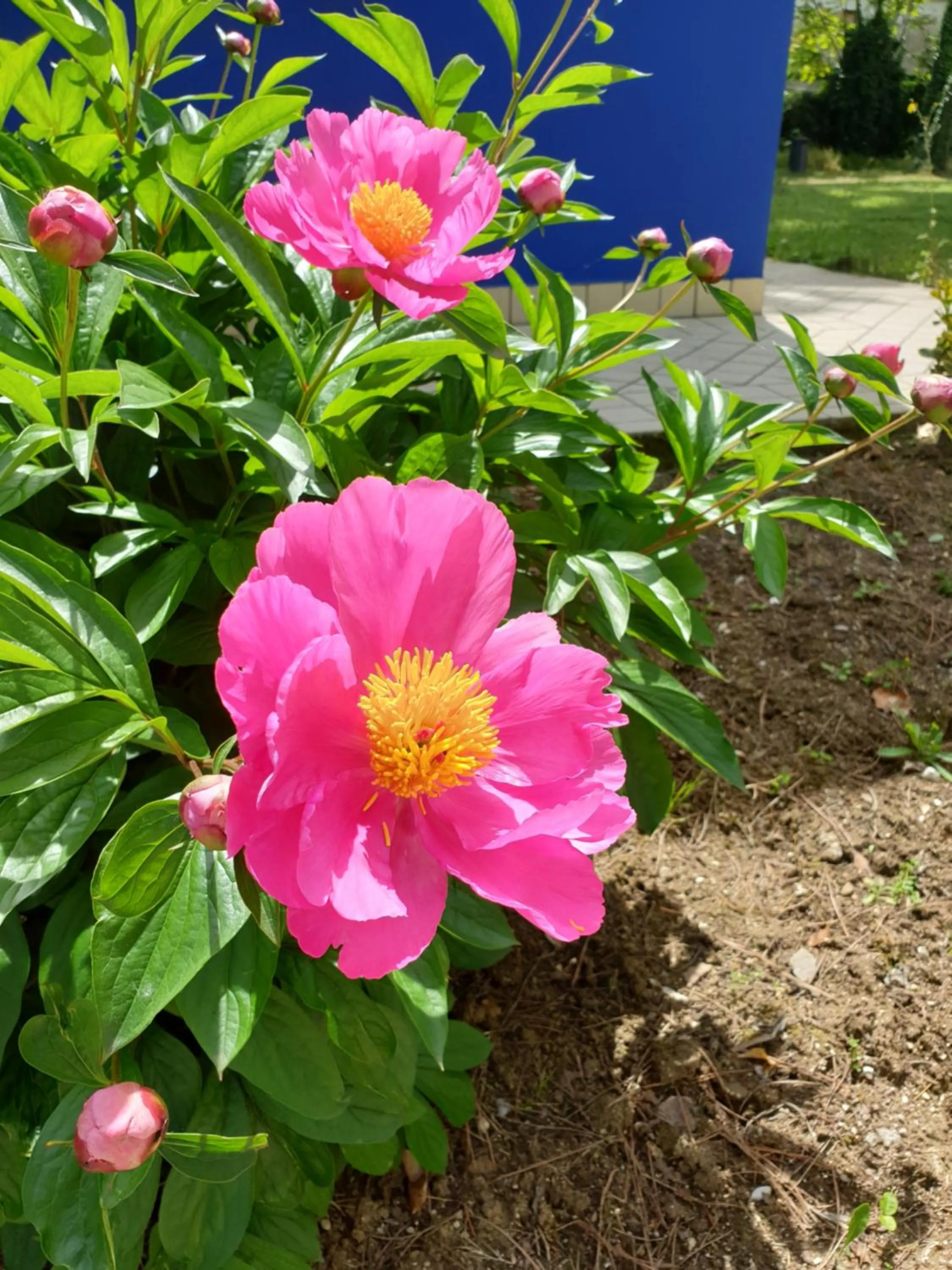 Garden in Villaggio Mithos