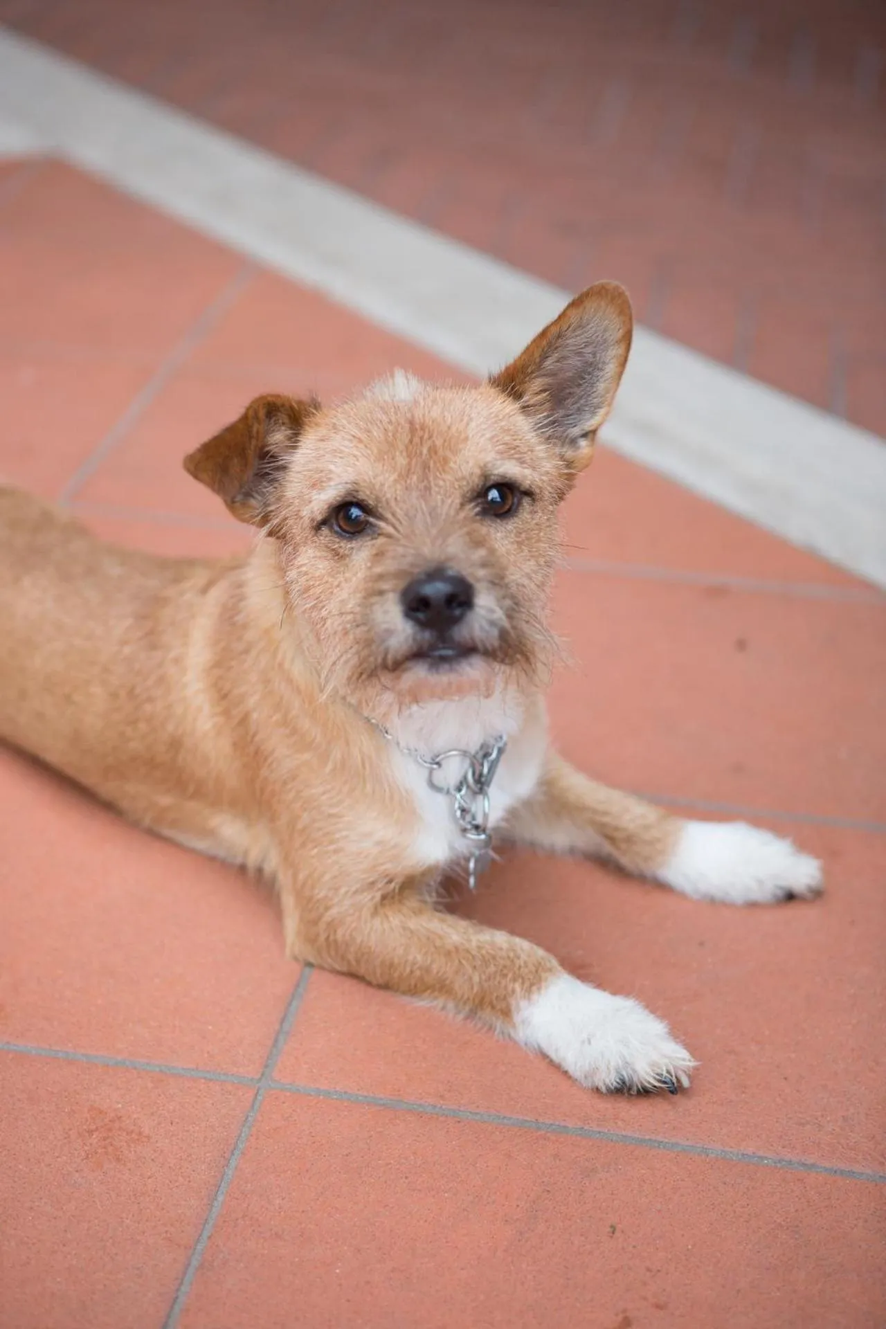 Pets in Dal Patricano