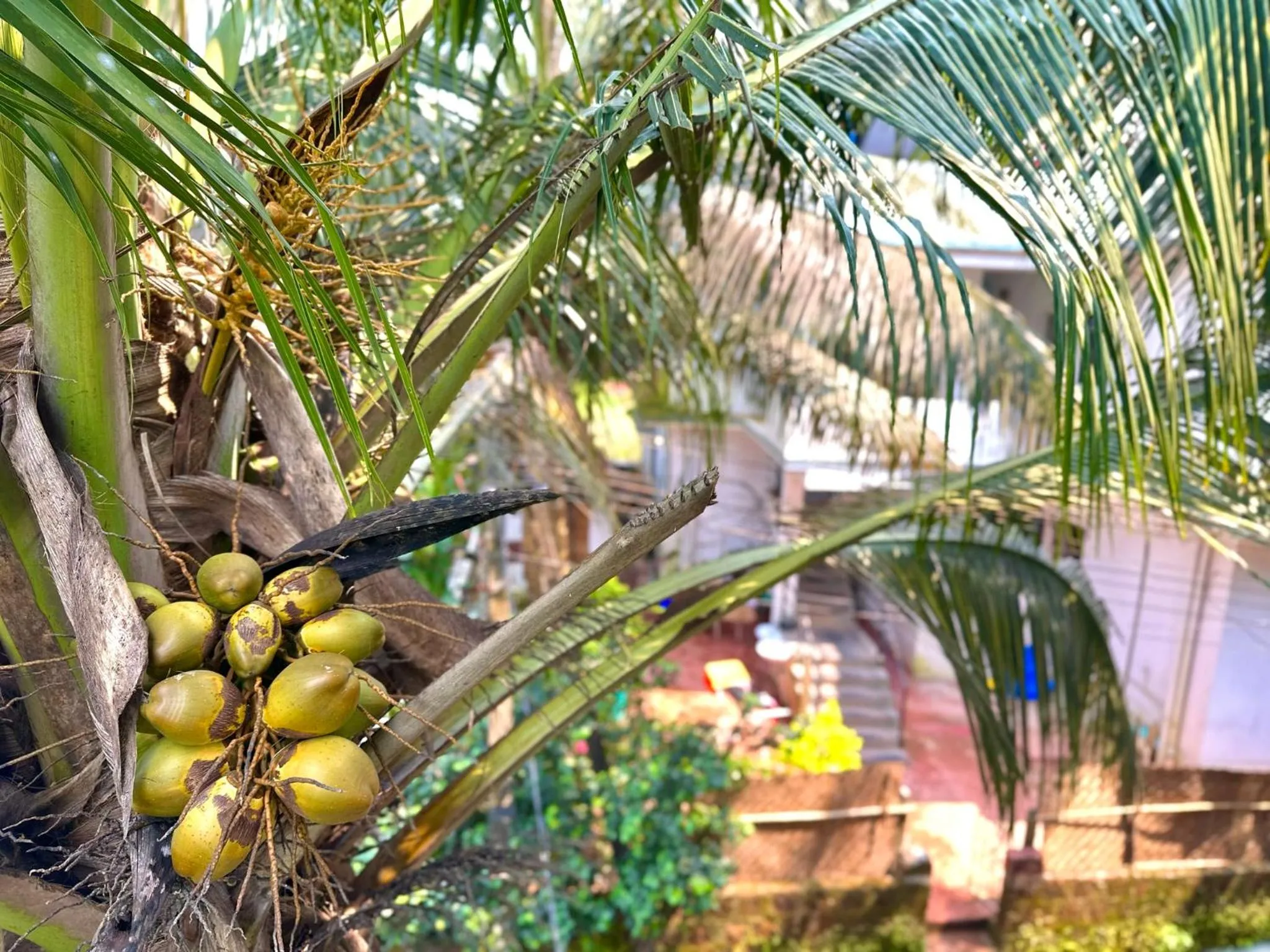 Property building in Tranquilo Arambol