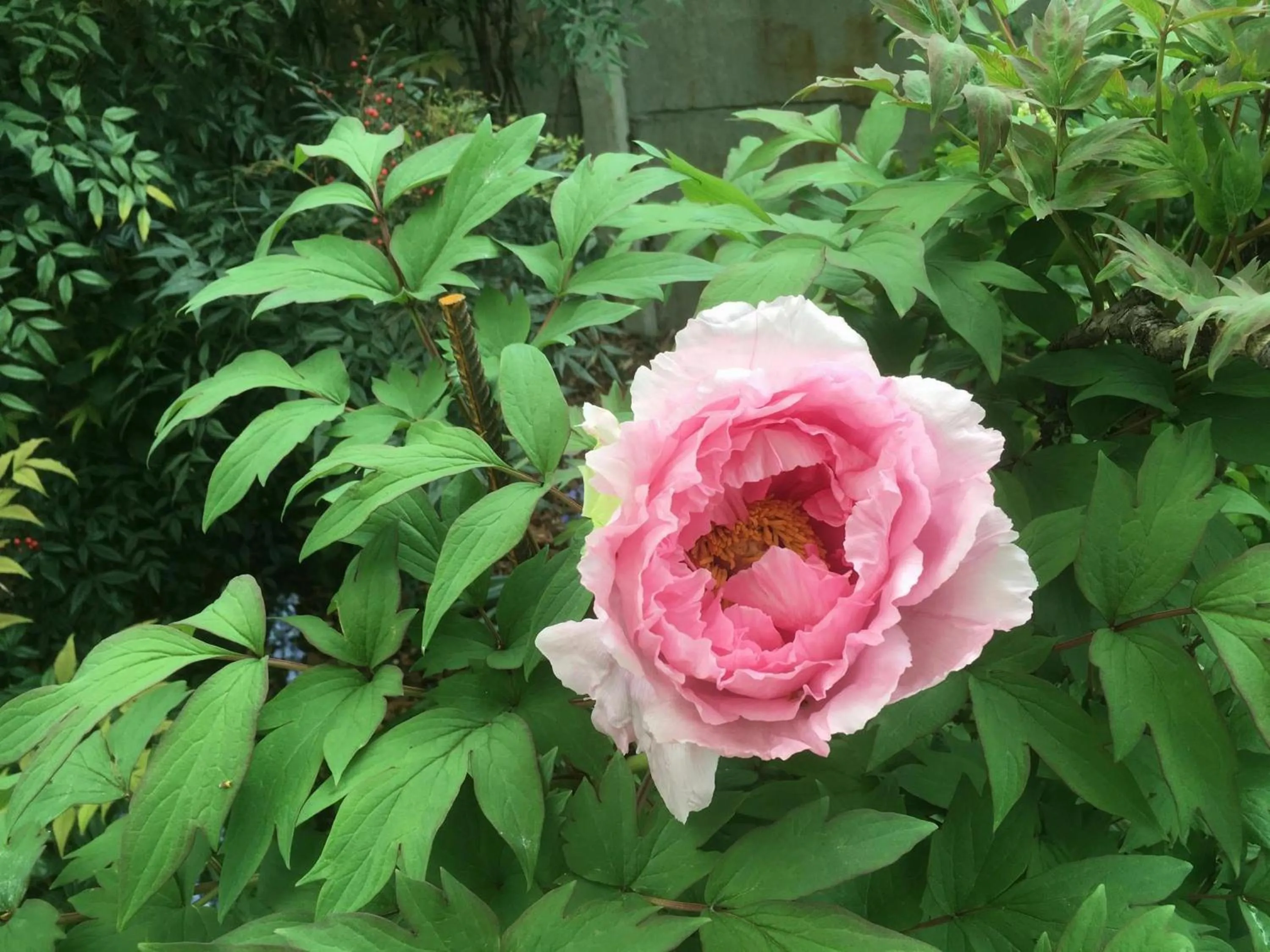 Garden in Casa Stucky