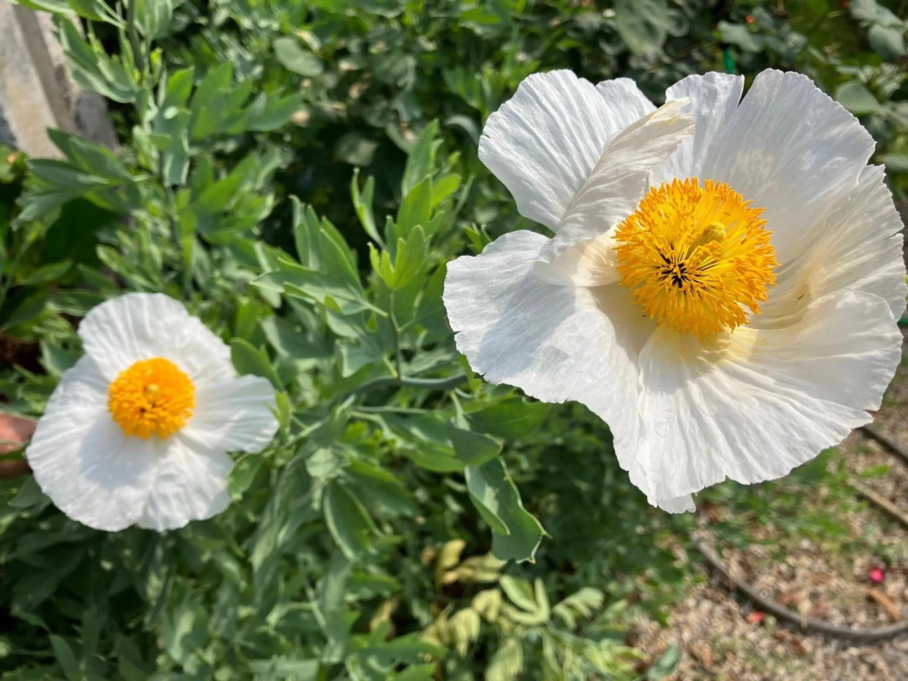 Garden in Casa Stucky