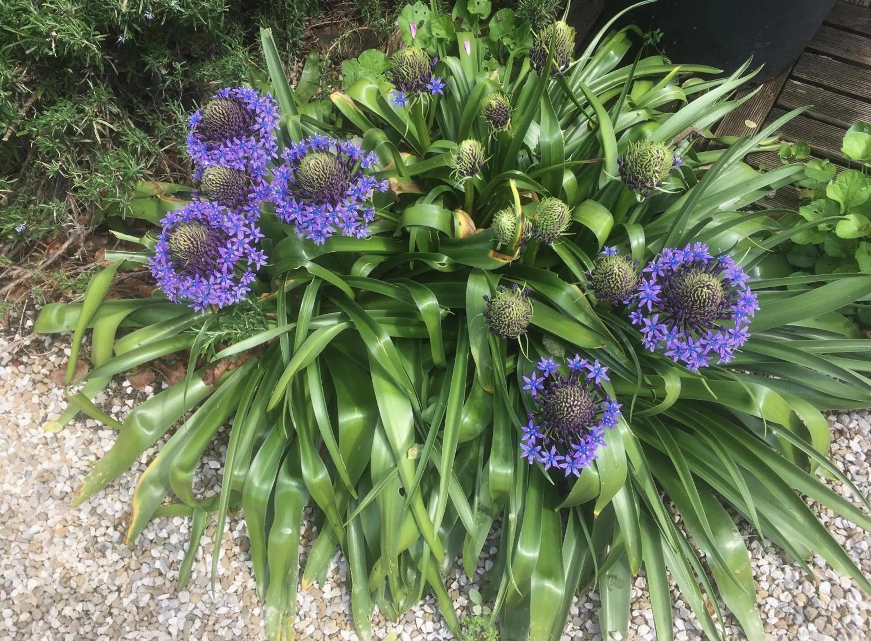 Garden in Casa Stucky