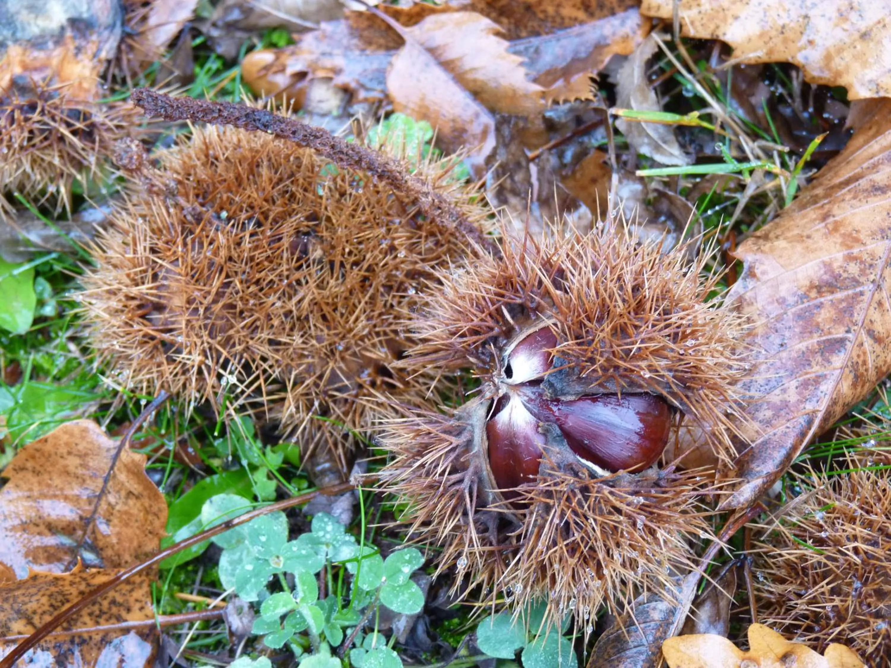 Autumn in Chambres d'hôtes - Domaine de la Grangeotte
