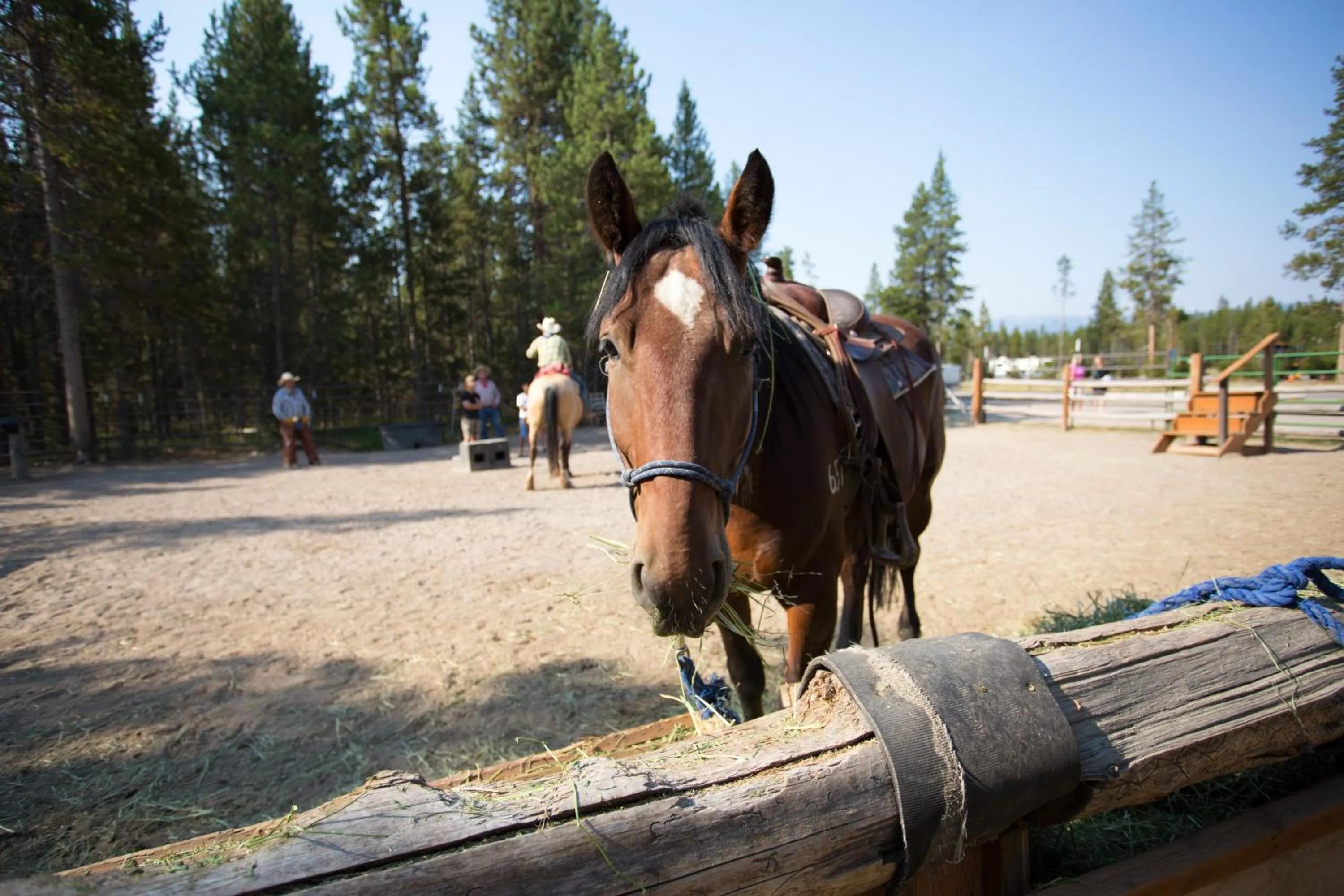 Horse-riding in Headwaters Lodge & Cabins at Flagg Ranch