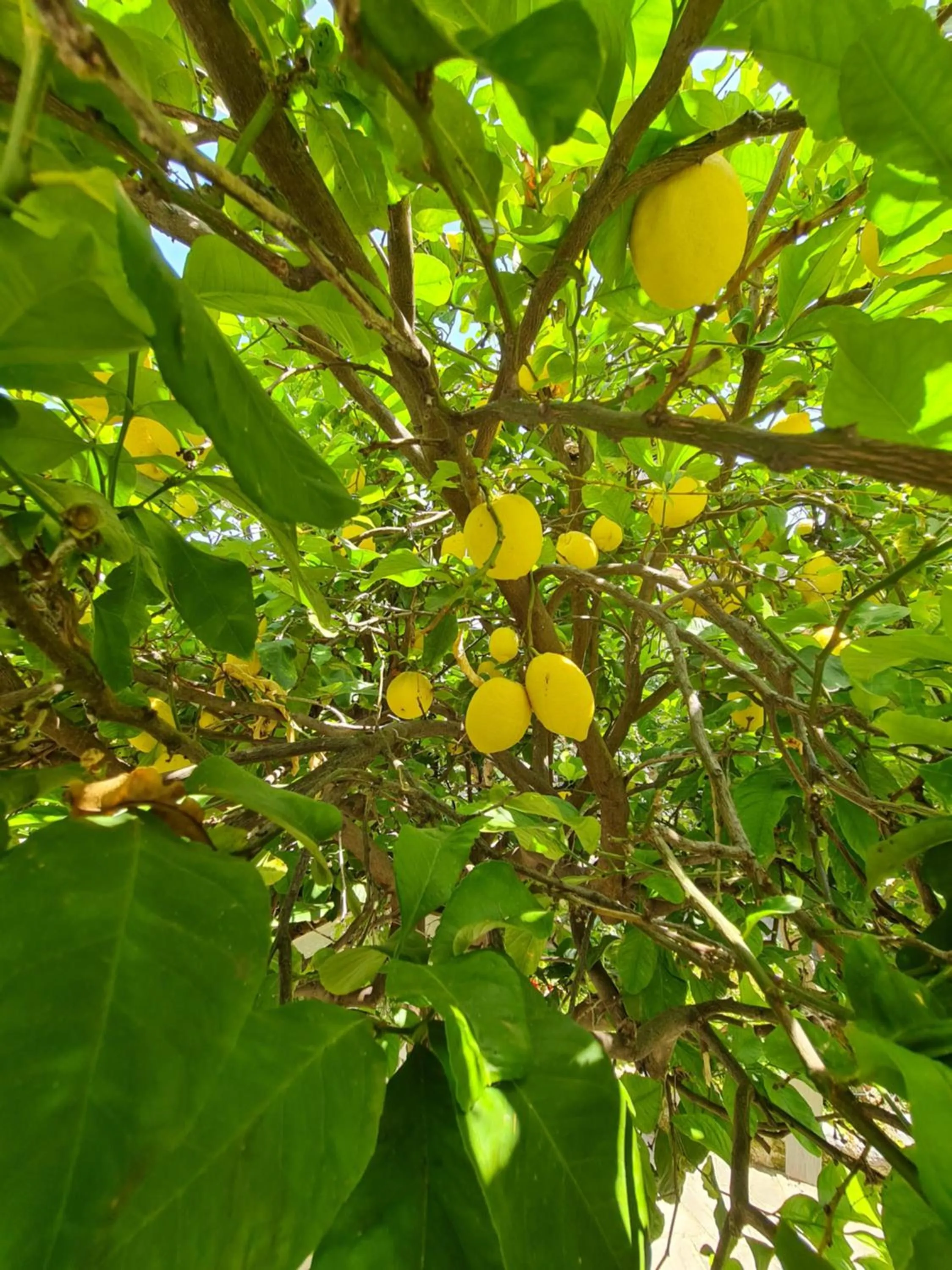 Garden view in Albergo Genio