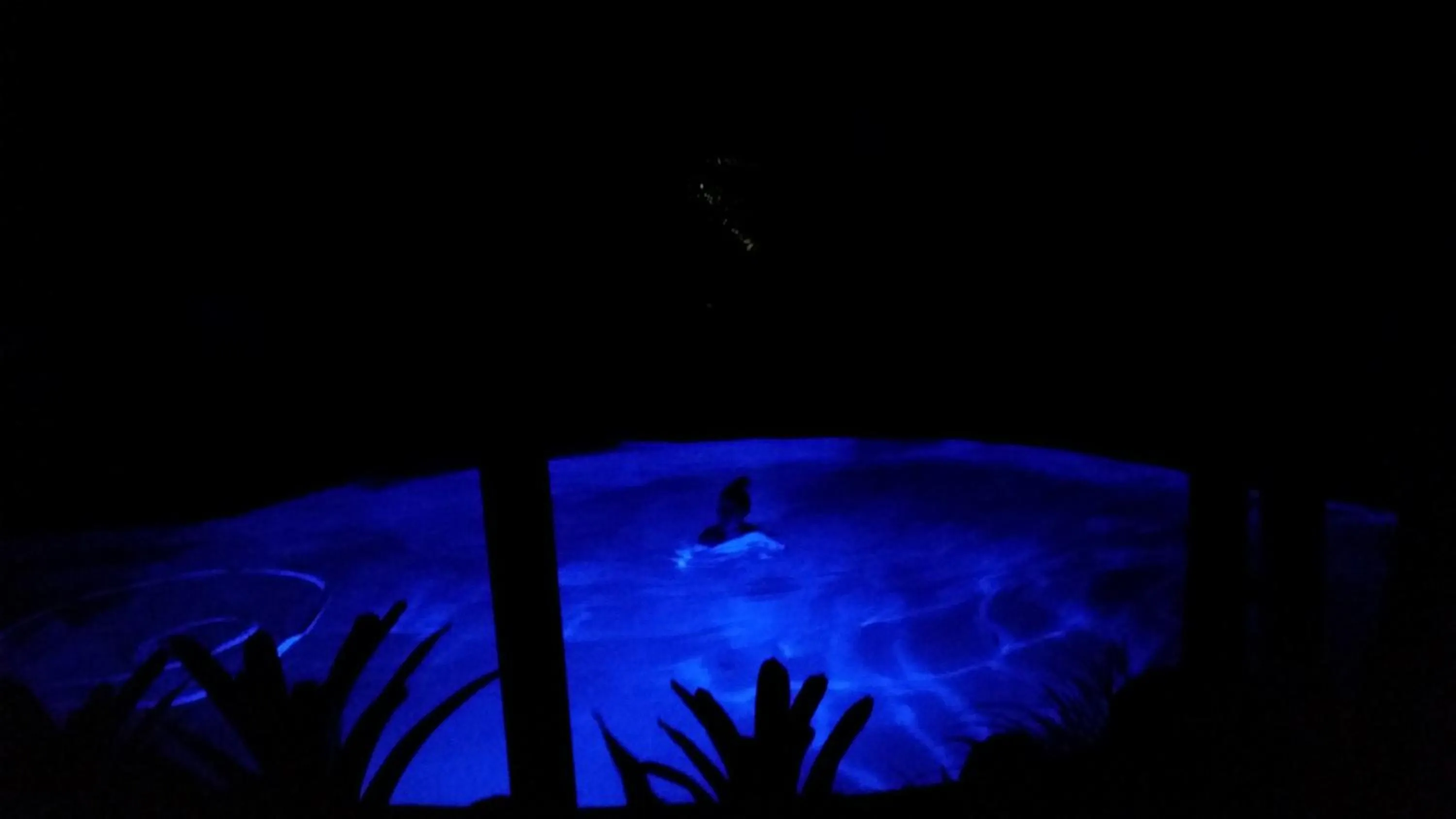 Swimming pool in Alaya Ascend