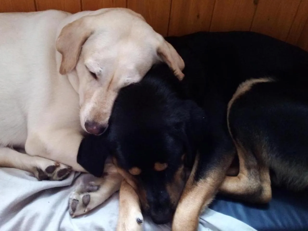 Pets in House of Nomad