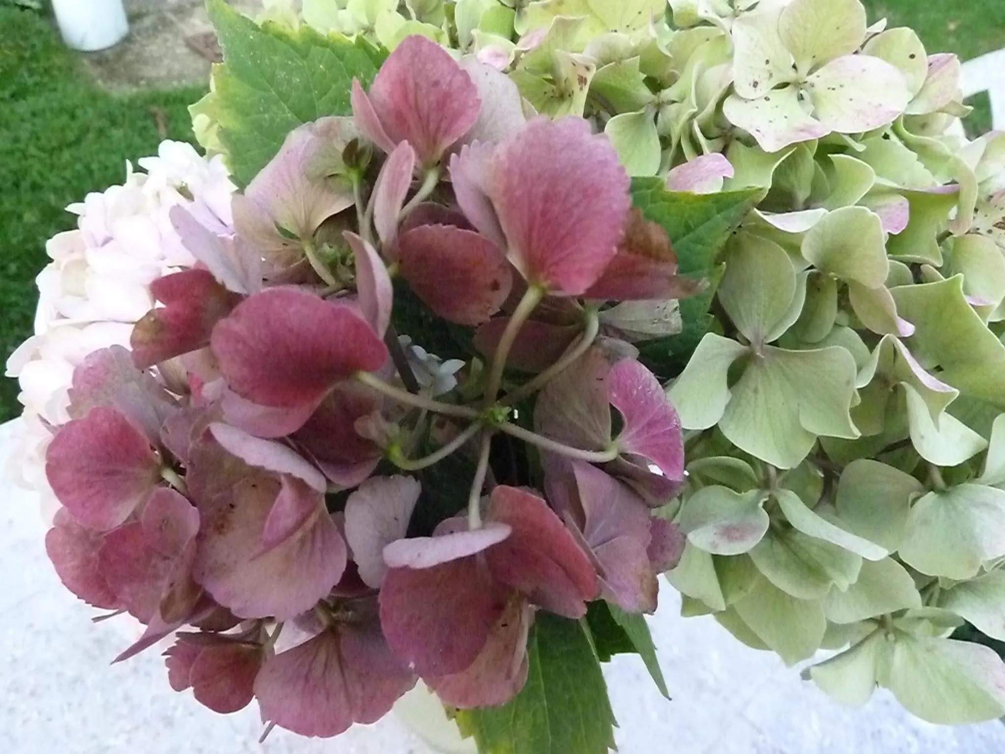 Garden in B&B L'Atelier du Presbytère