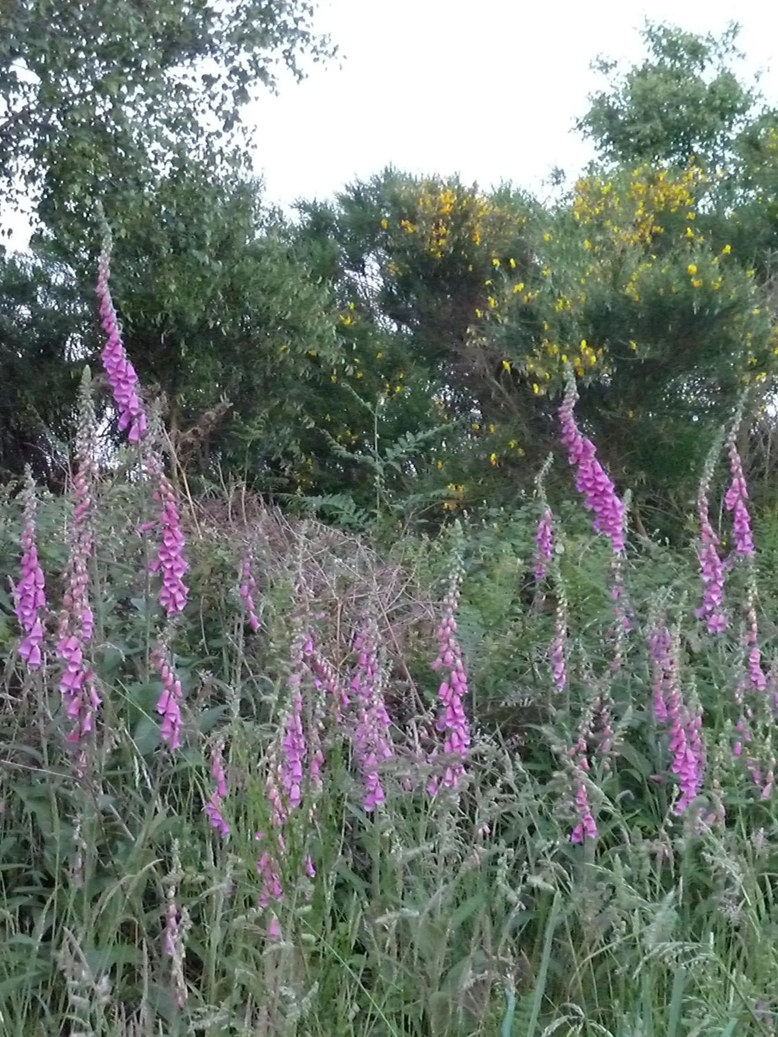 Natural landscape in B&B L'Atelier du Presbytère