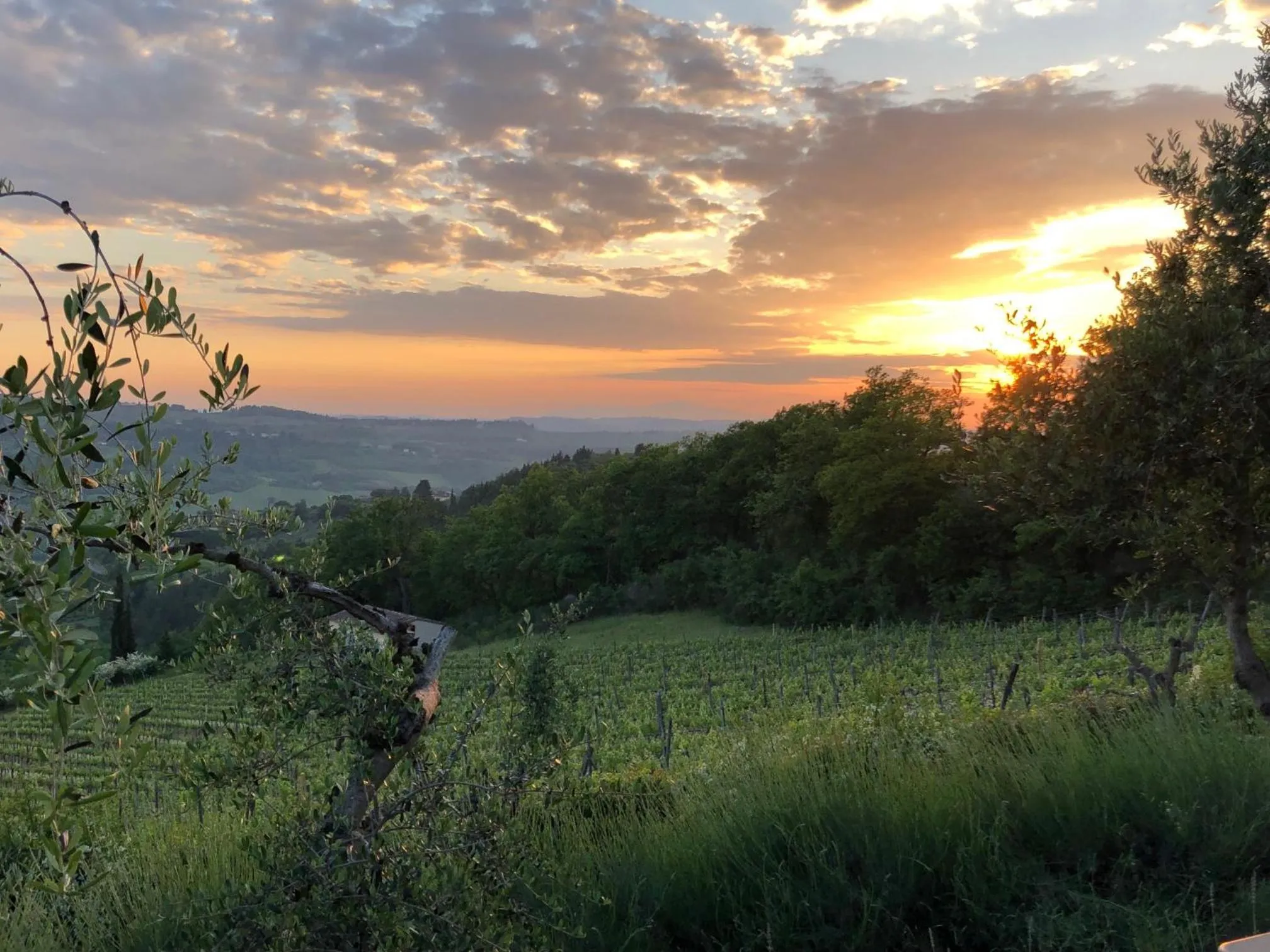 Natural landscape in Villa I Barronci Resort & Spa