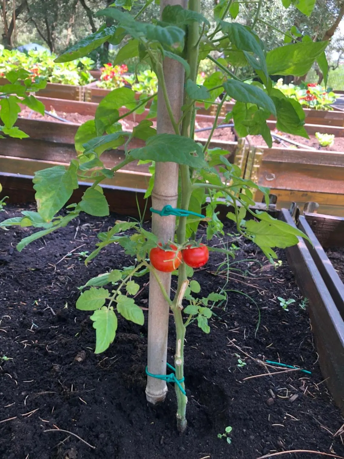 Restaurant/places to eat in Villa I Barronci Resort & Spa