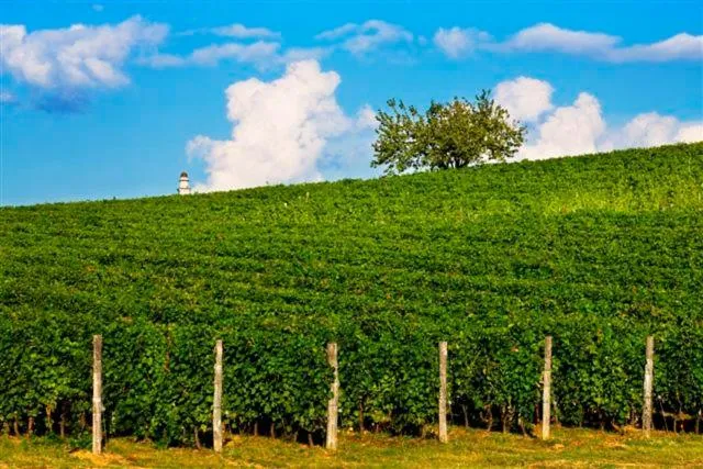 Garden in Albergo l'Ostelliere - Villa Sparina Resort