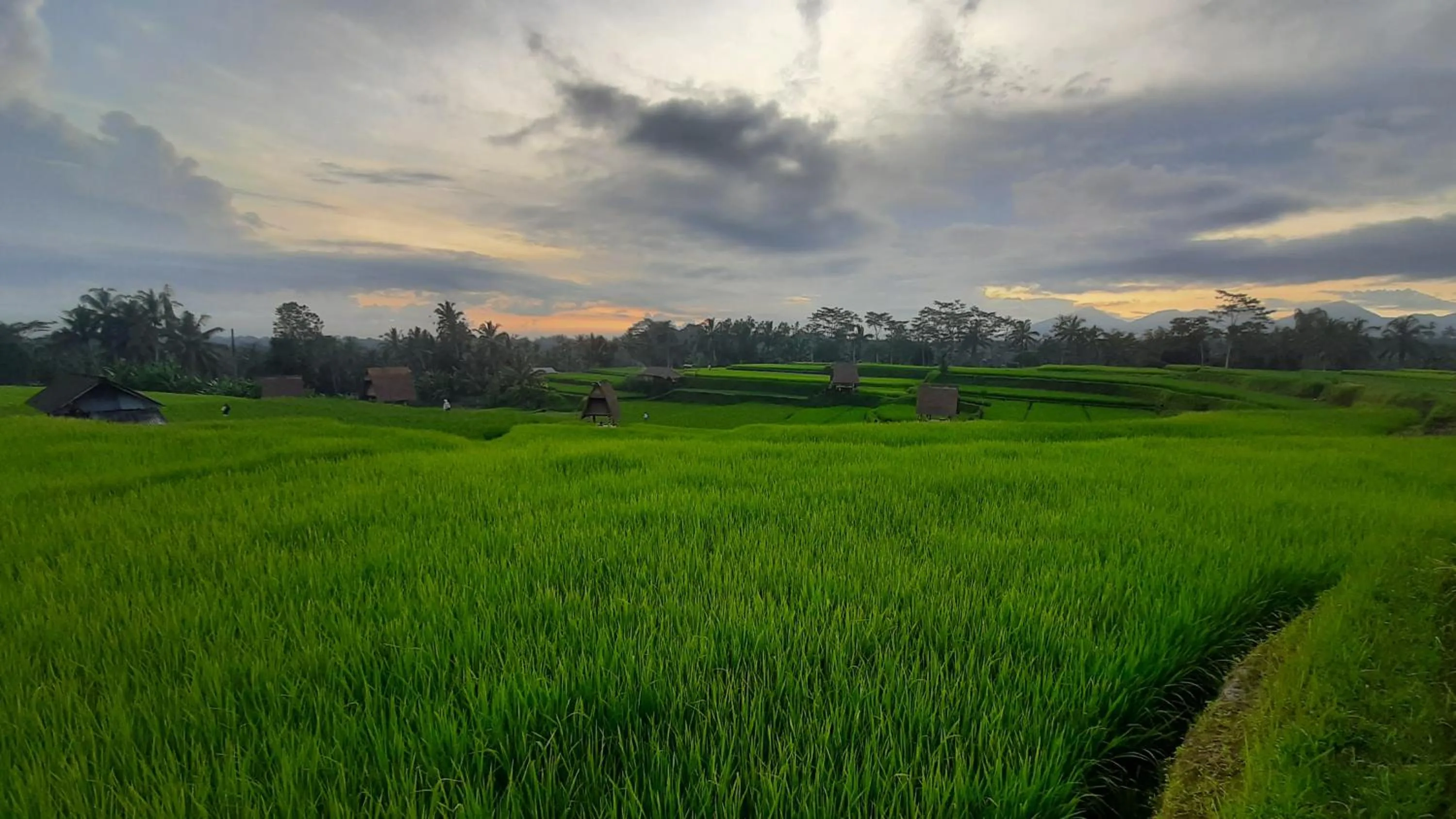 View (from property/room) in Swaha Retreat & Eco Park Ubud