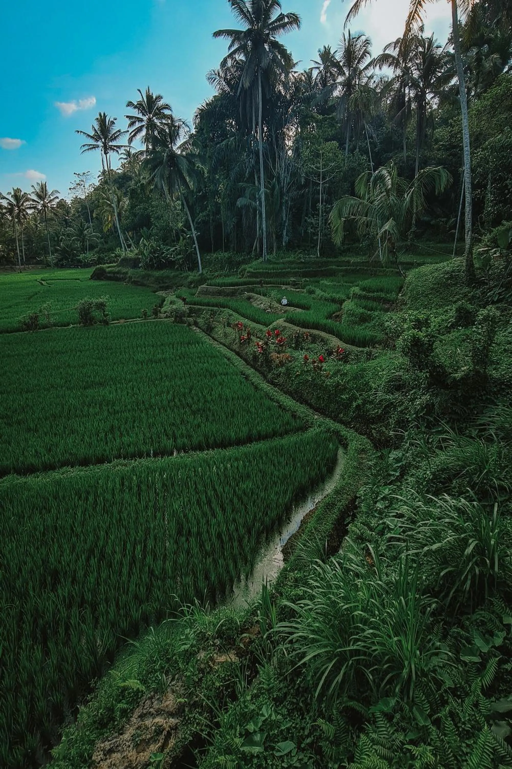 Natural landscape in Swaha Retreat & Eco Park Ubud