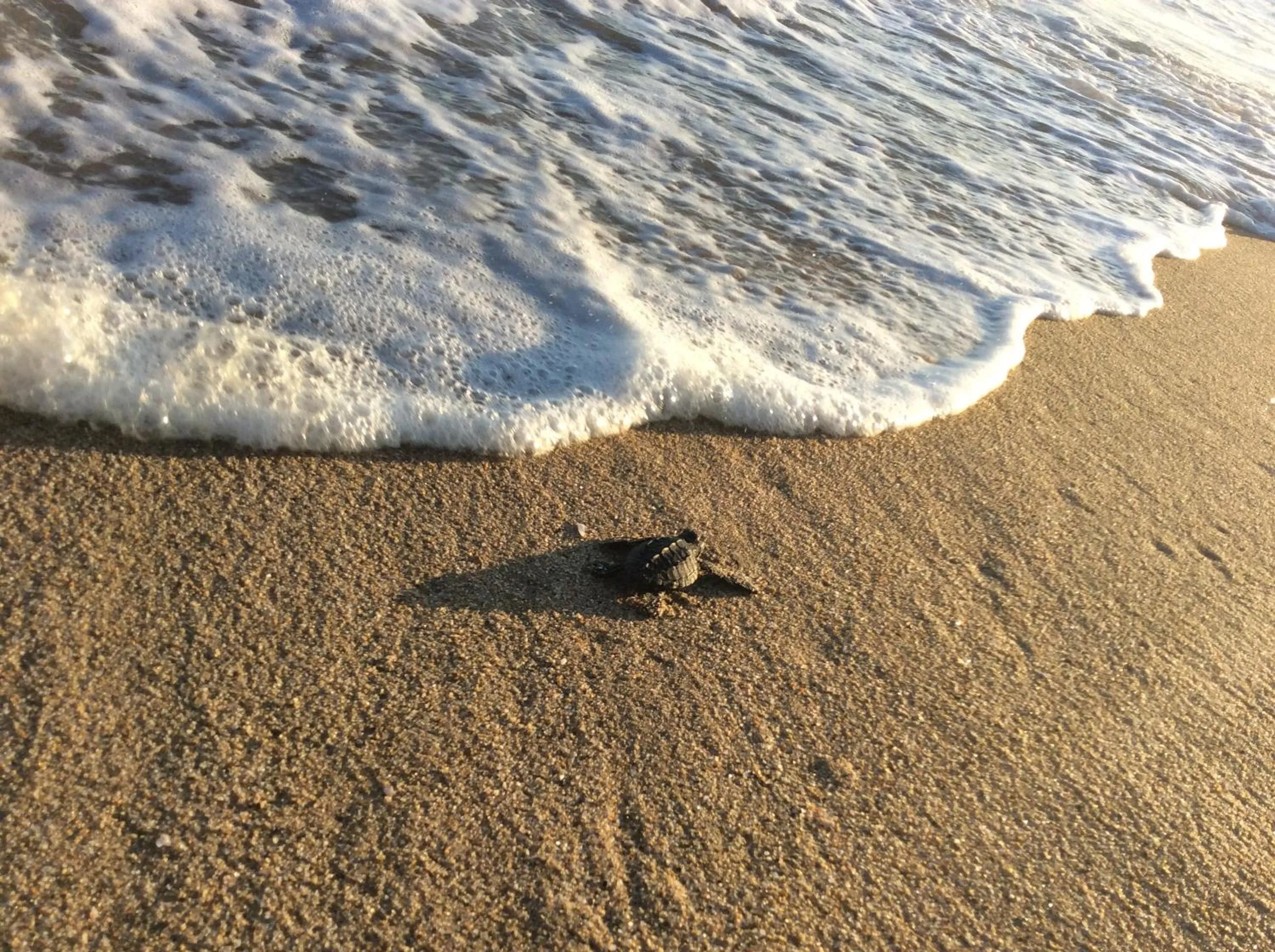 Condominio Agave del Mar