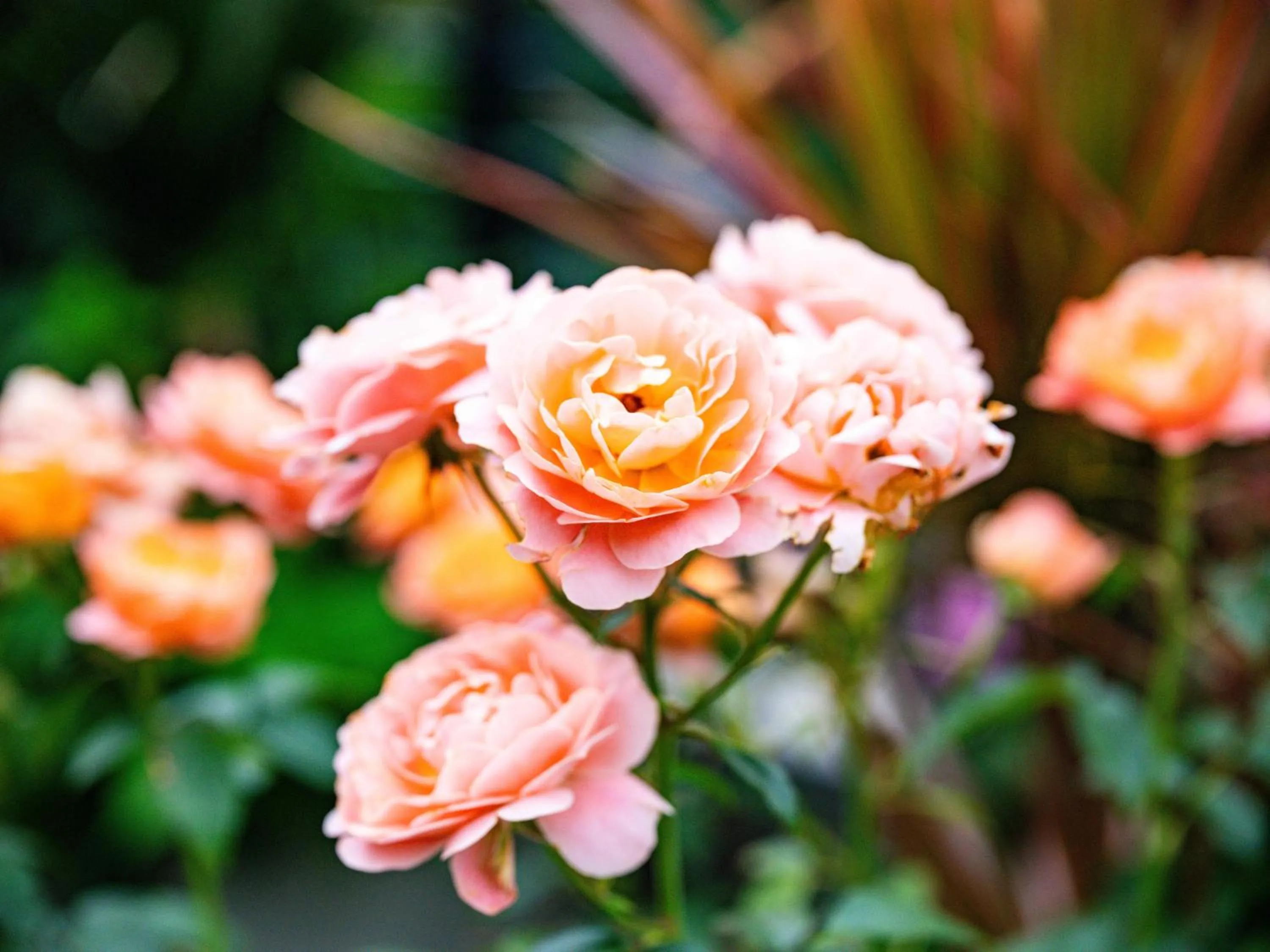 Garden view in Yangshuo Mountain River Ballad Hotel - Free Yangshuo Train Station Pick Up and Drop Off