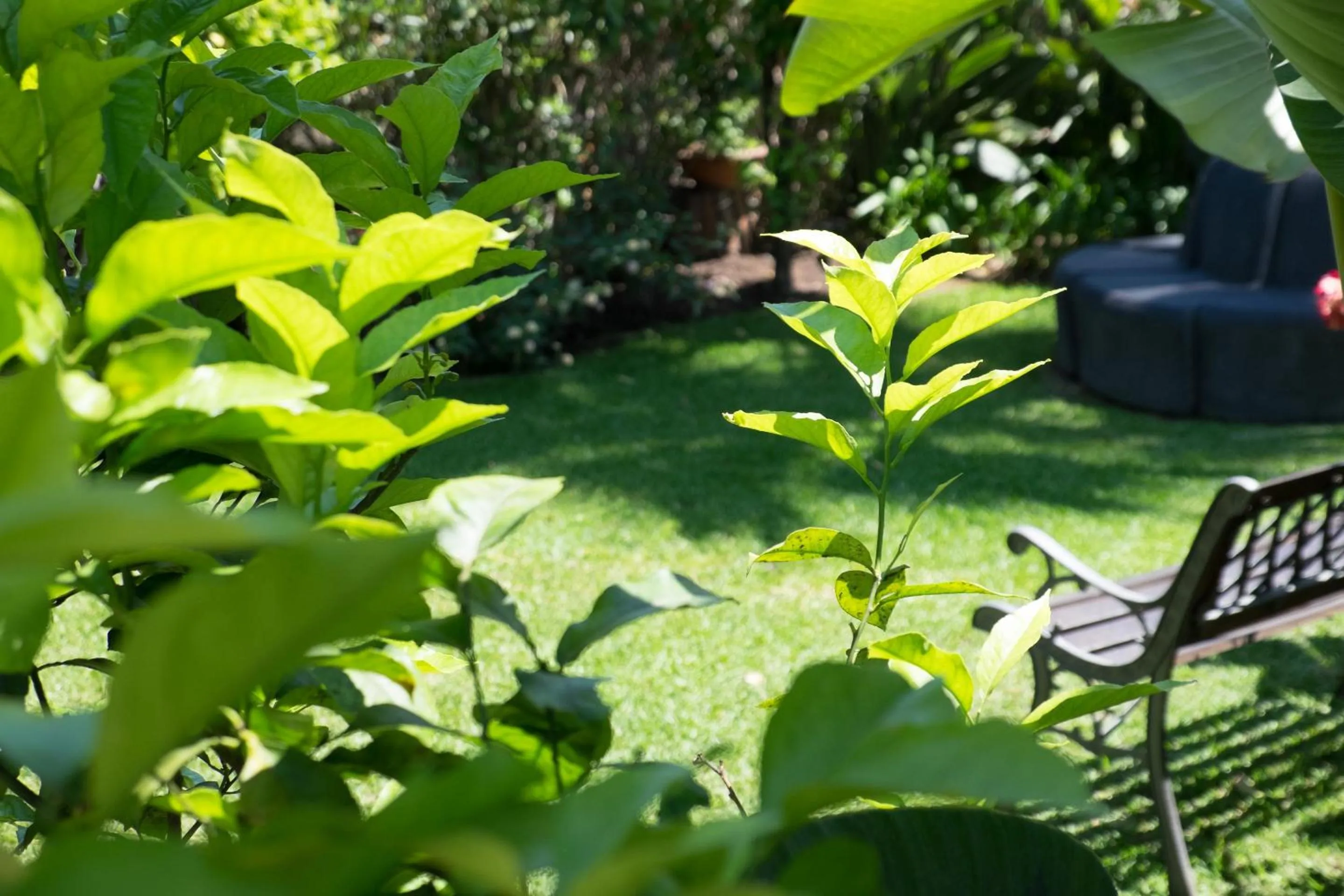 Garden in Hotel Villamare