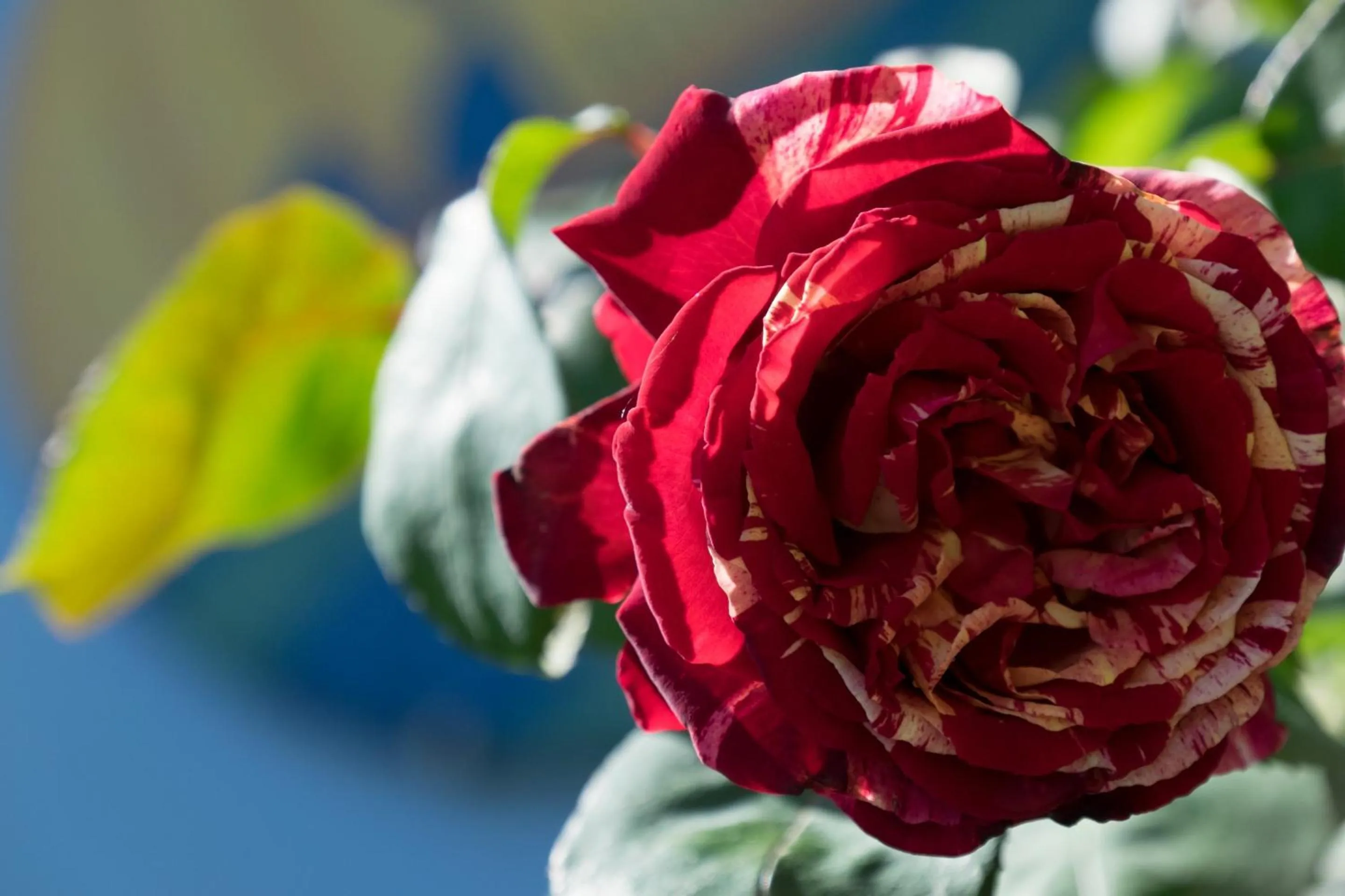 Garden in Hotel Villamare