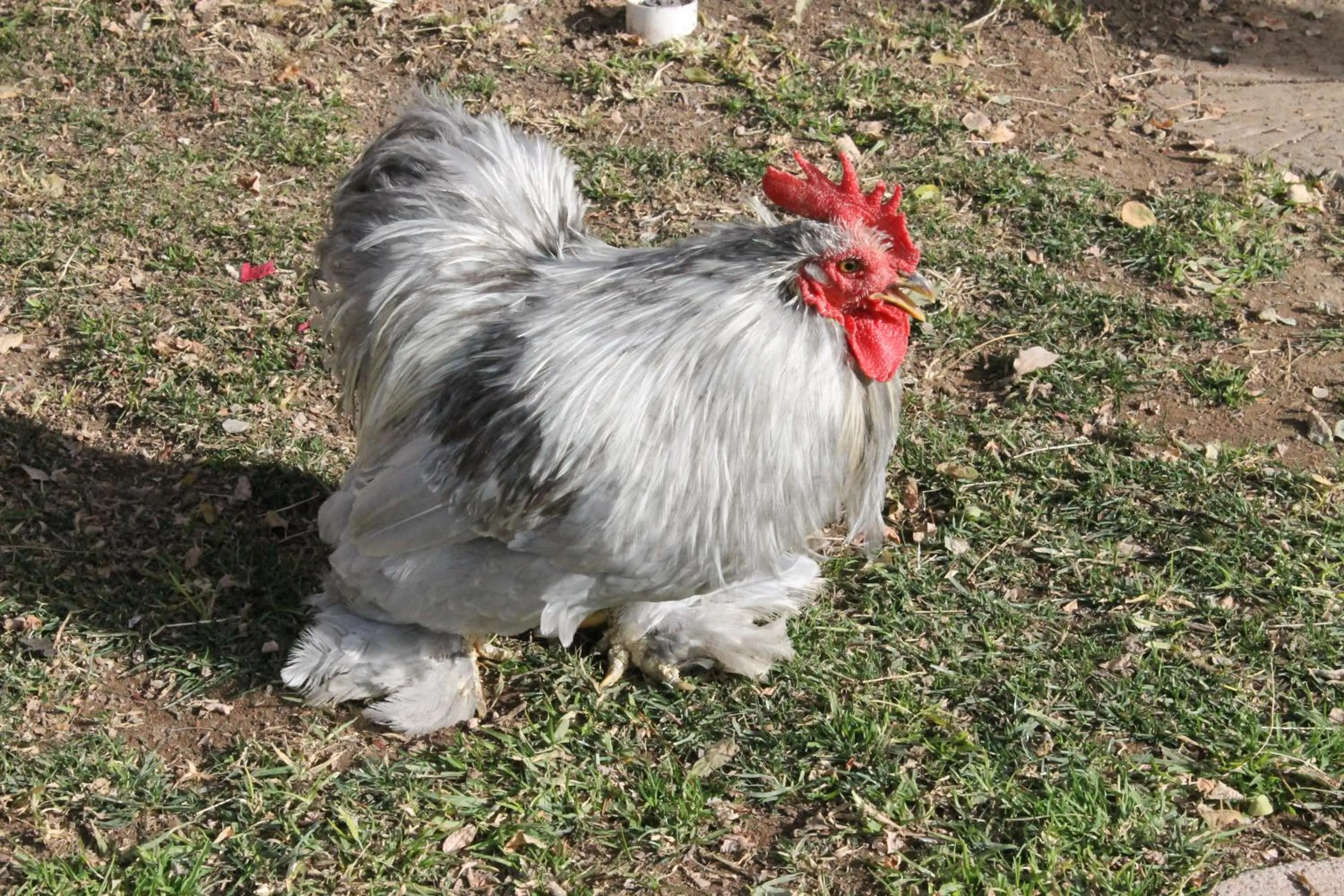 Animals in Die Herehuis