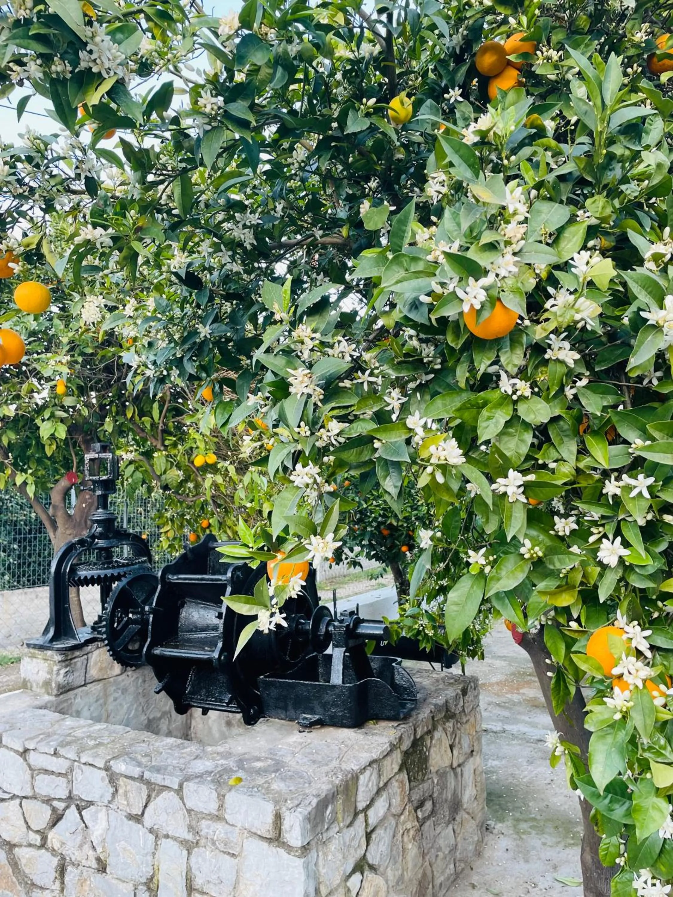 Patio in Citrus garden