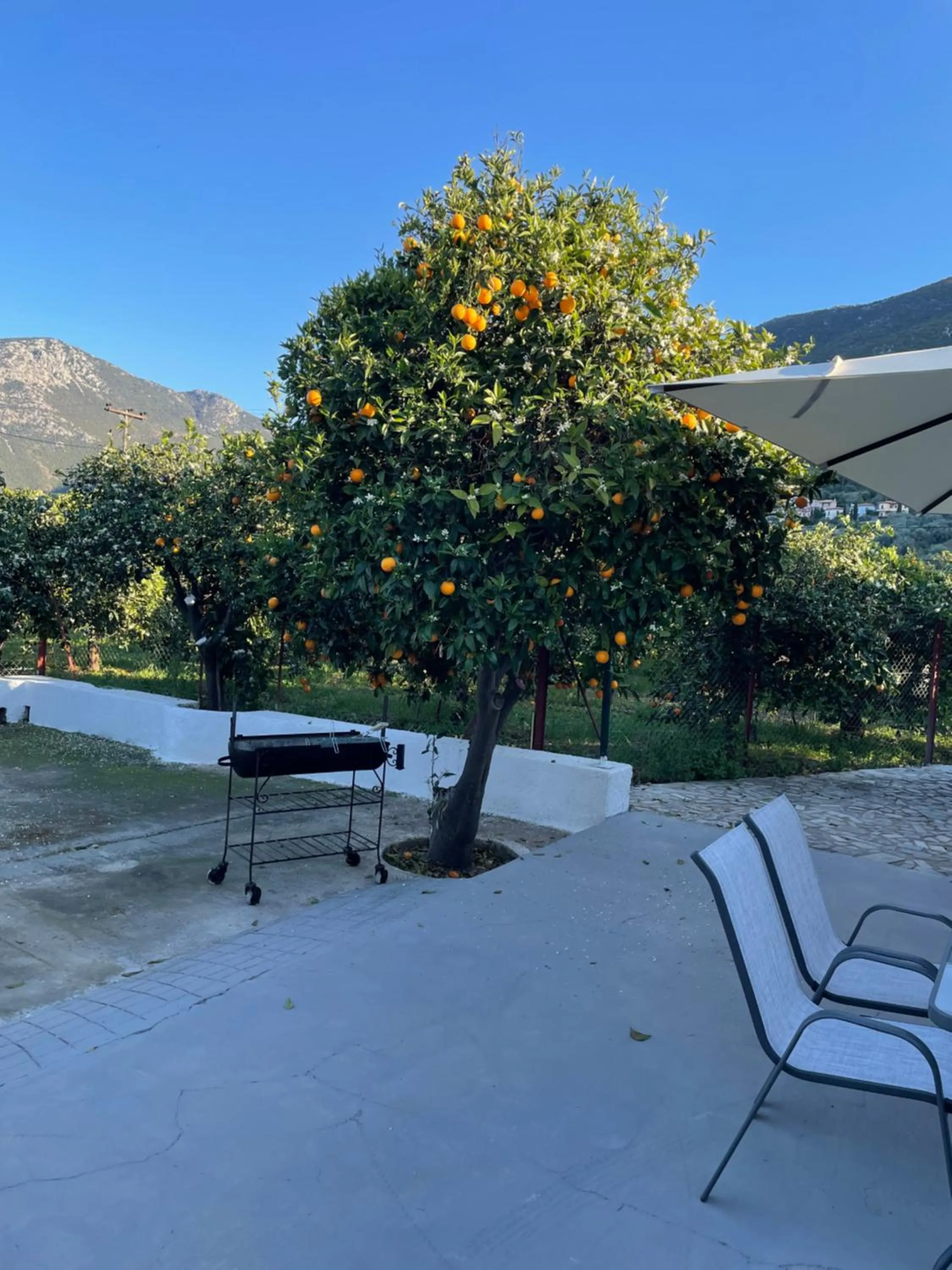 Patio in Citrus garden