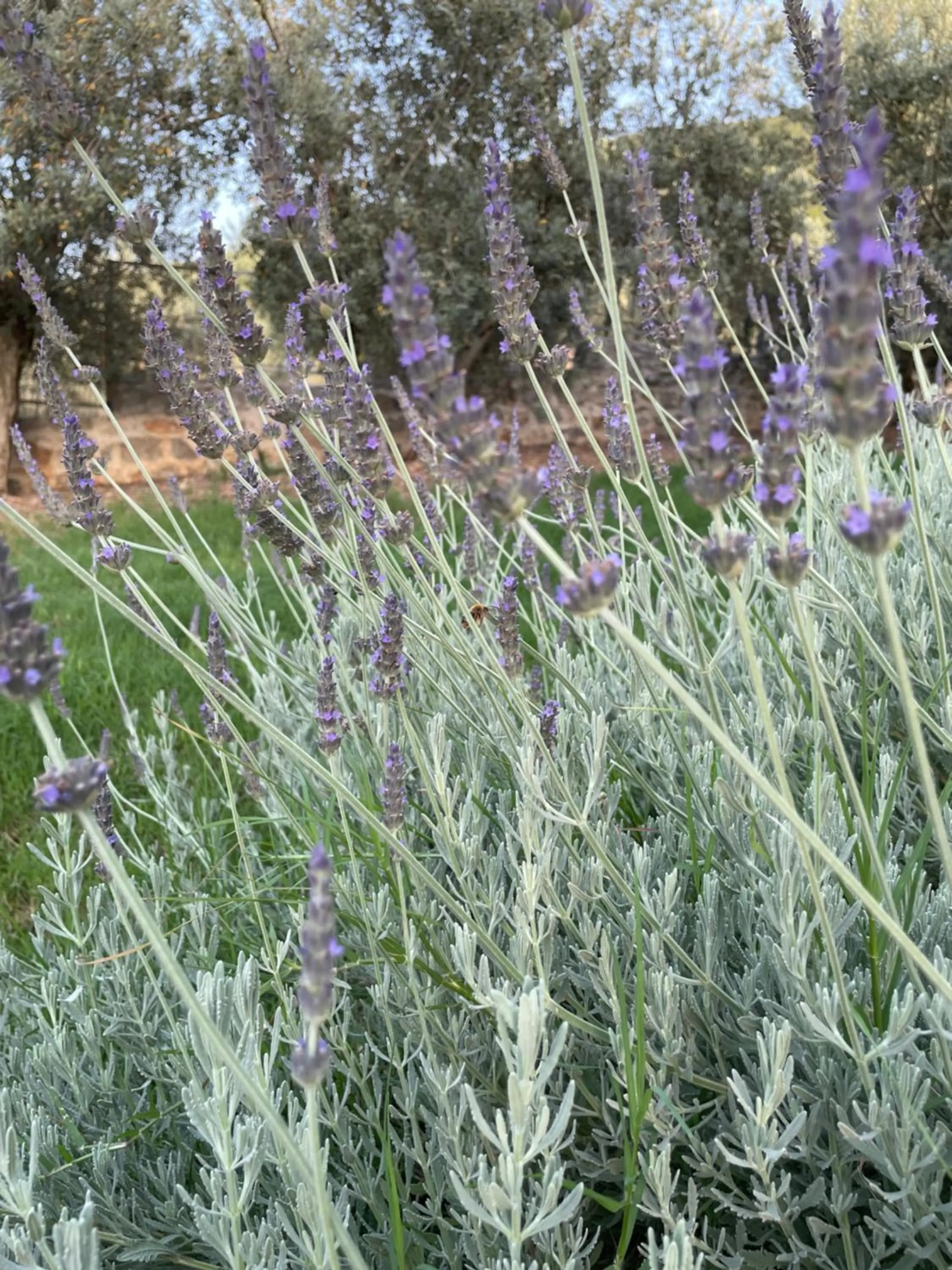 Garden in Citrus garden