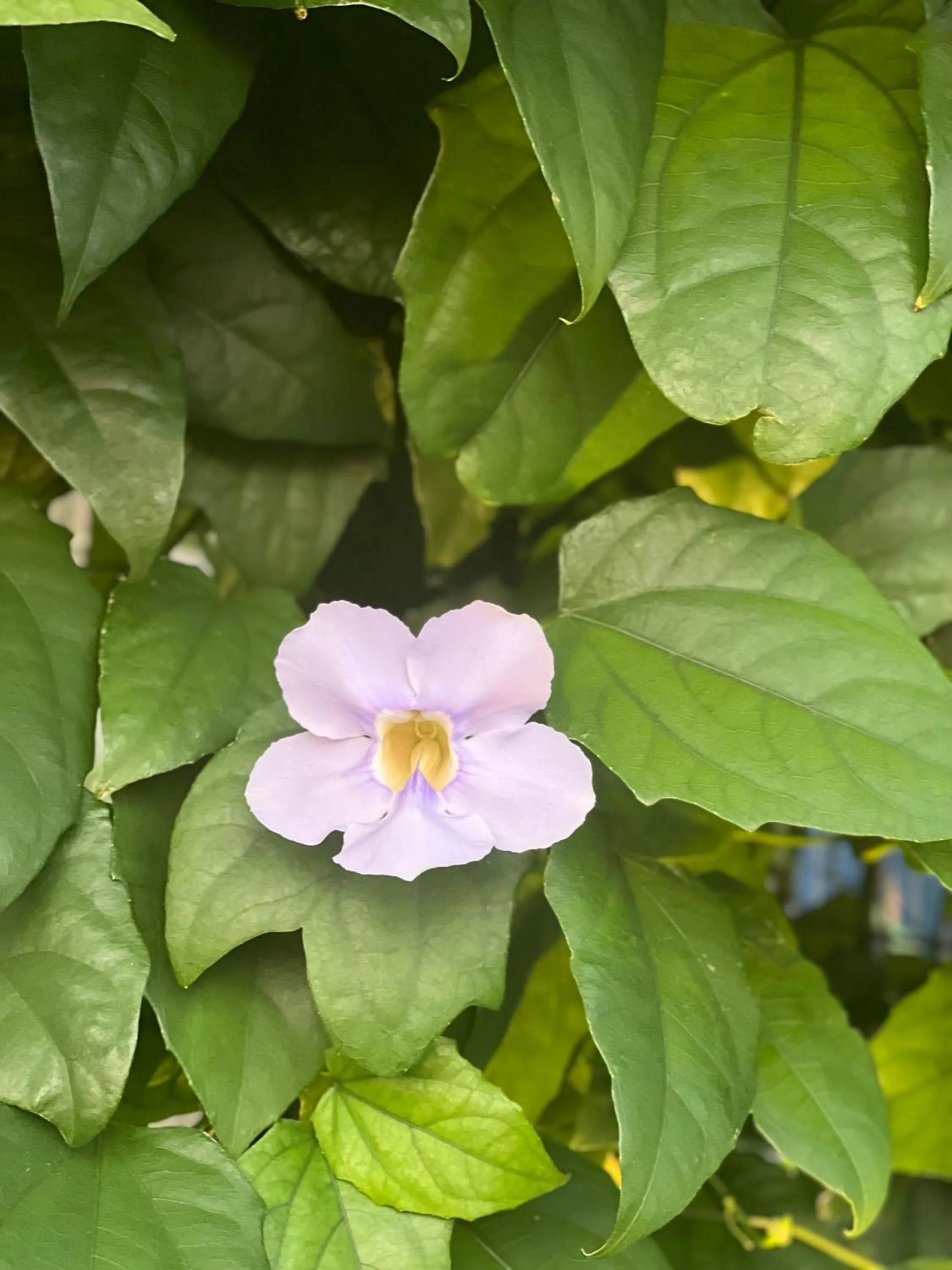 Garden in Found Mansion