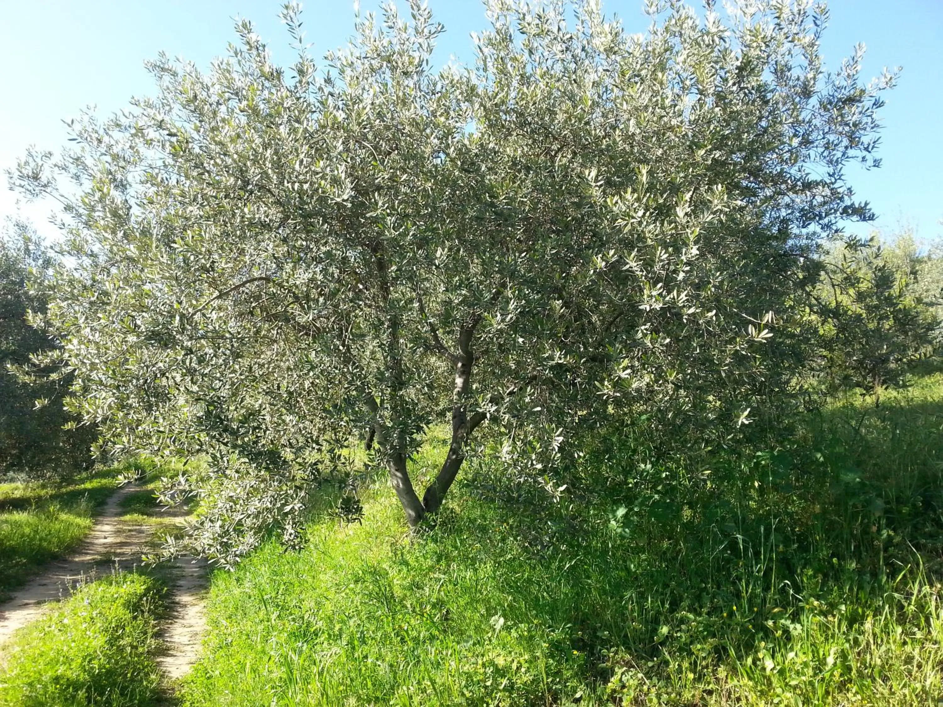 Garden in B&B United States of Europe