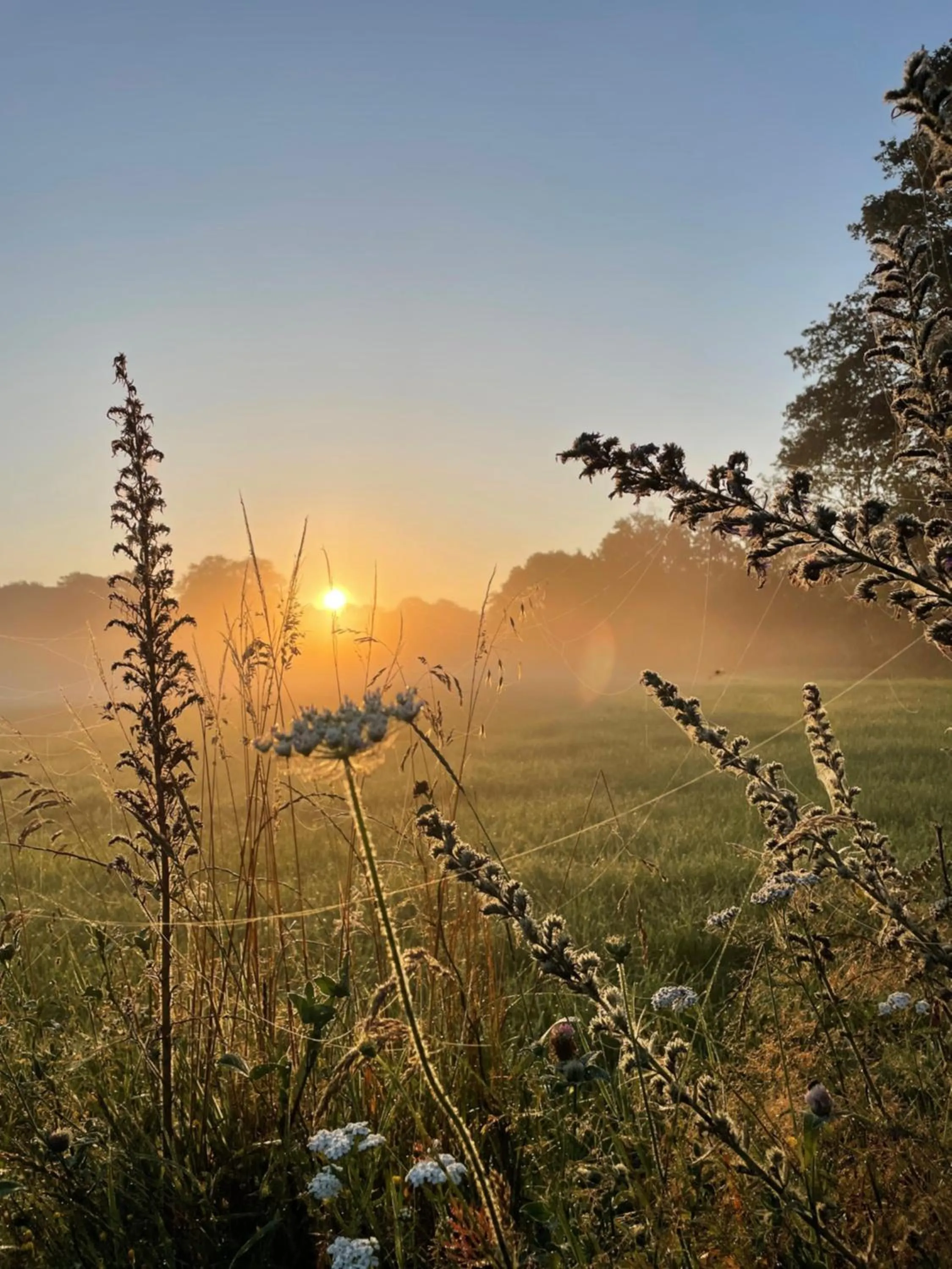 Garden in Domestico Bed & Breakfast