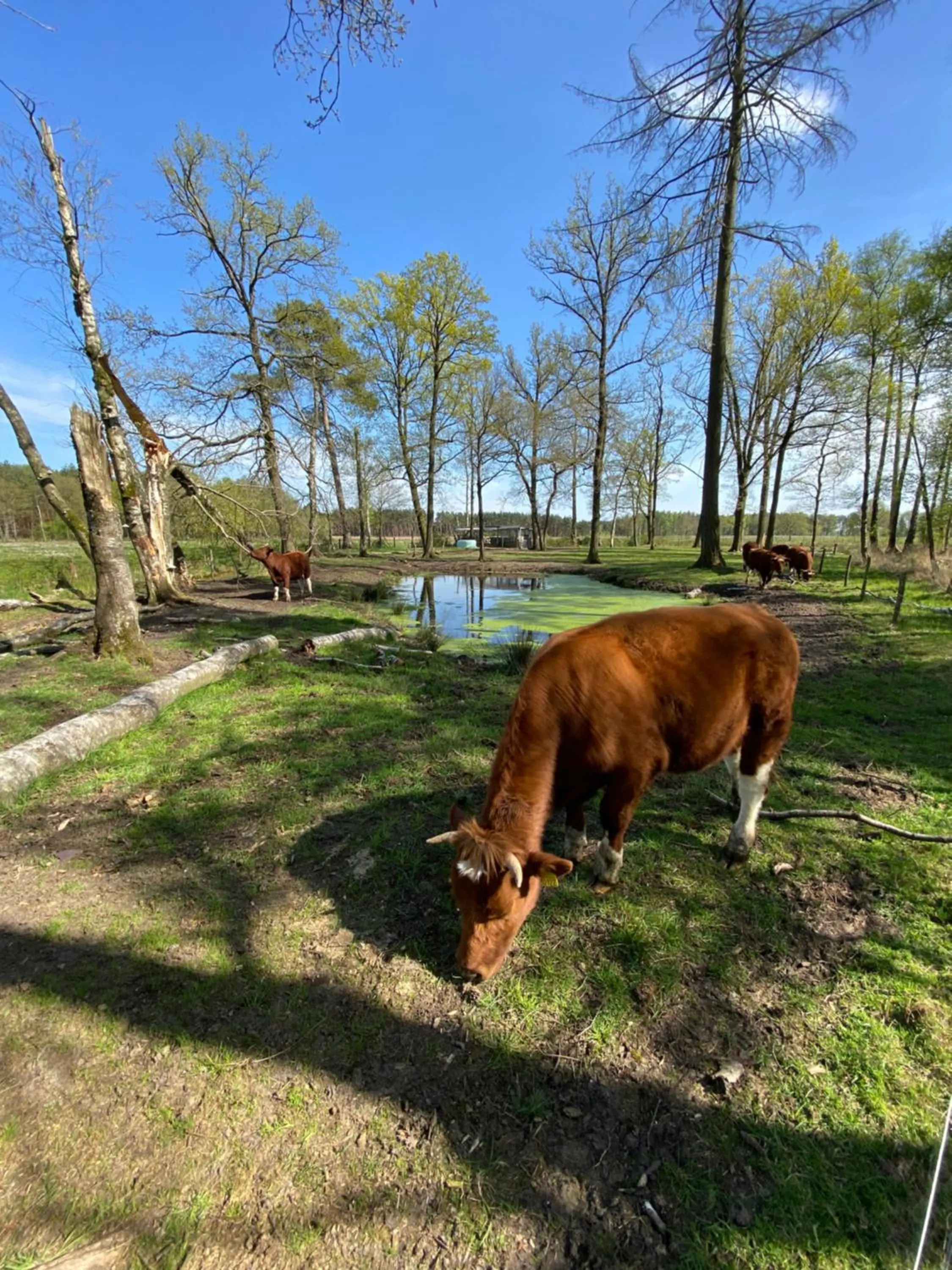 Day in Domestico Bed & Breakfast