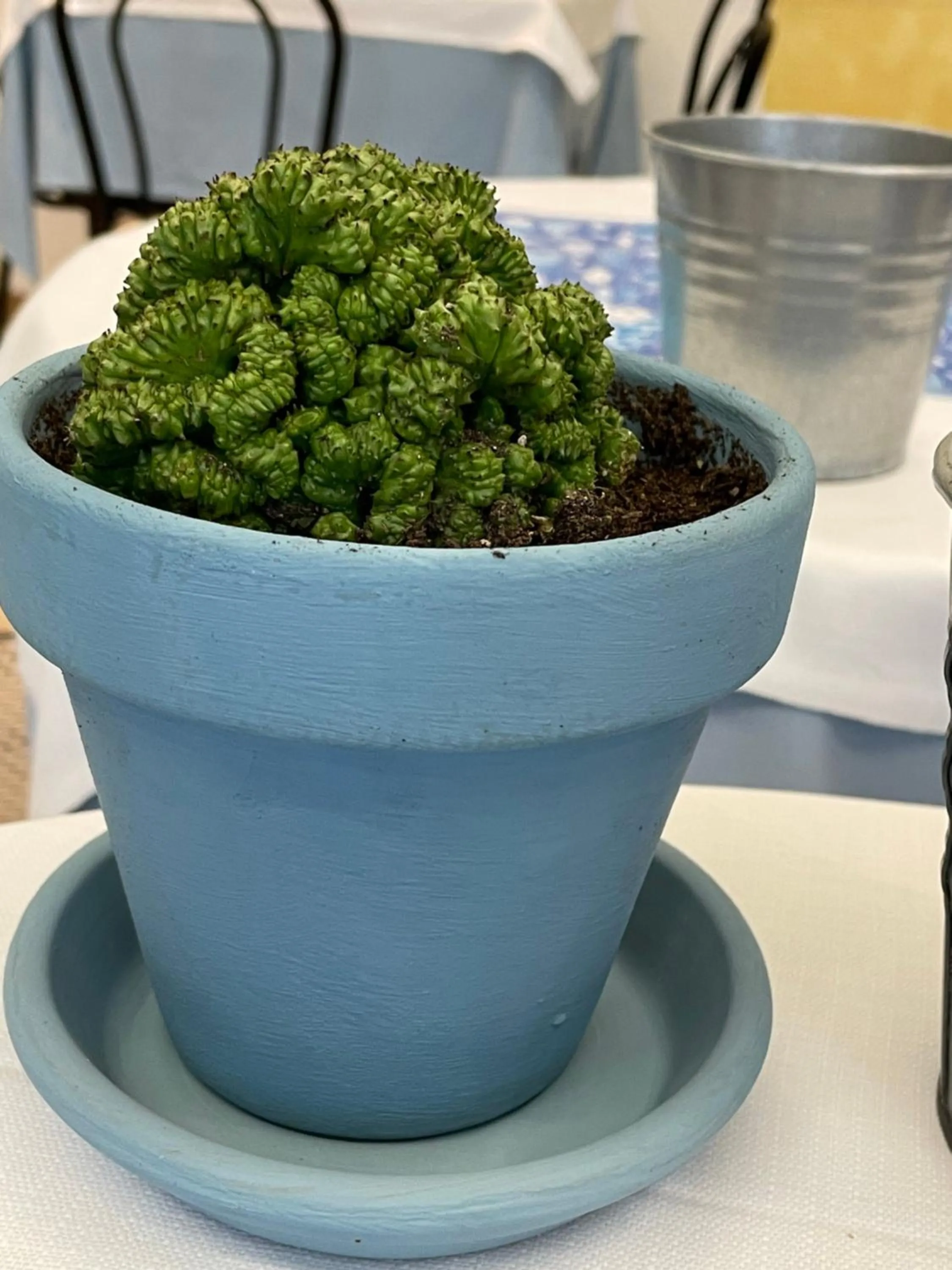 Restaurant/places to eat in Hotel Lukas Vegetarian & Vegan