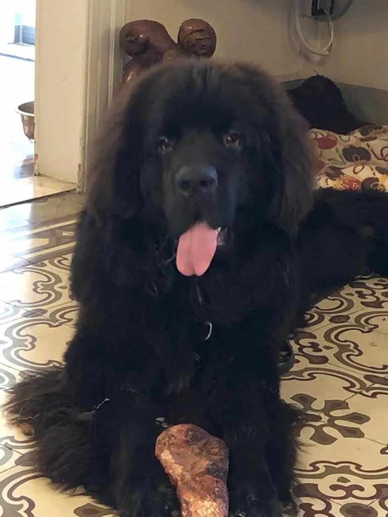 Pets in Hotel Lukas Vegetarian & Vegan